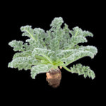 Pelargonium appendiculatum