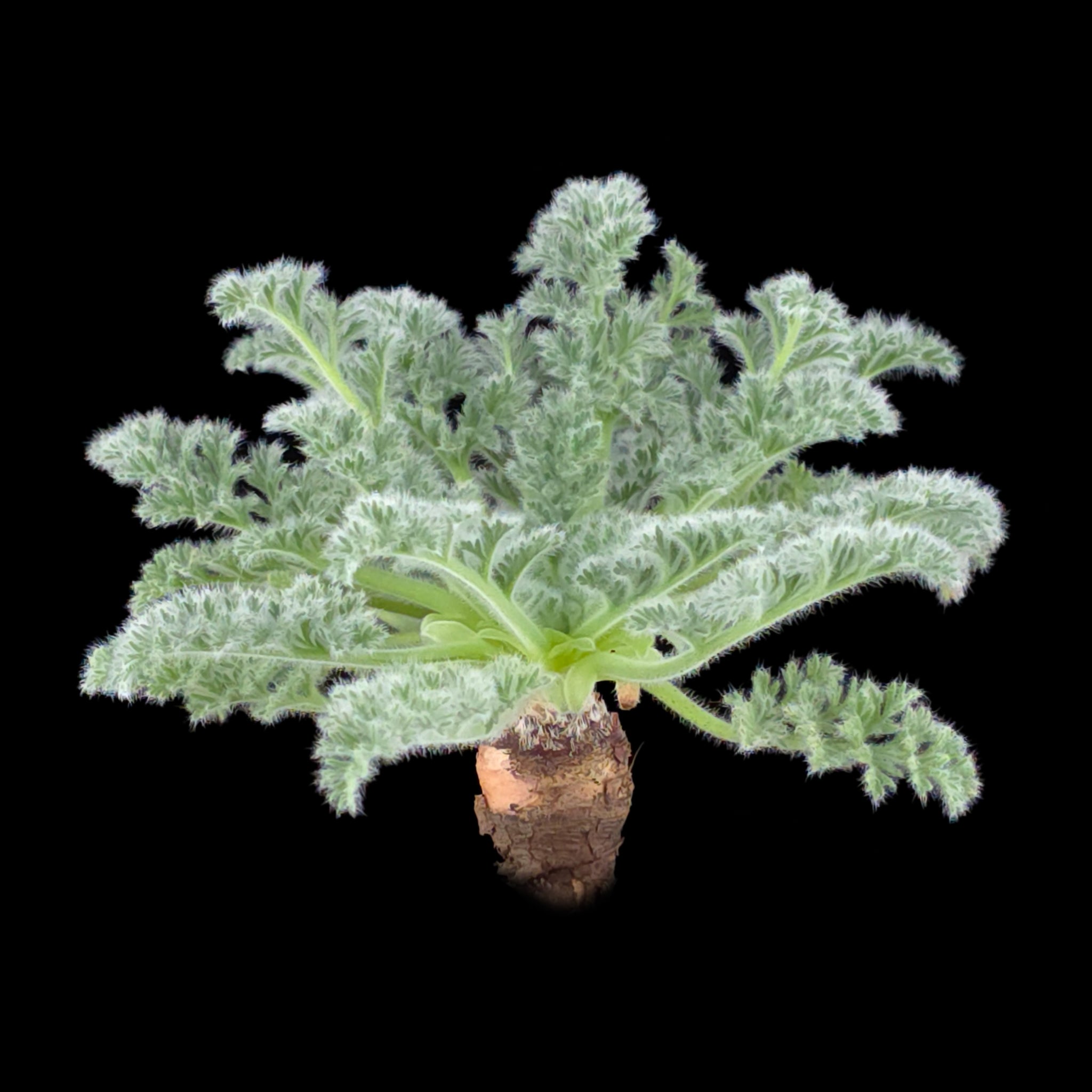 Pelargonium appendiculatum