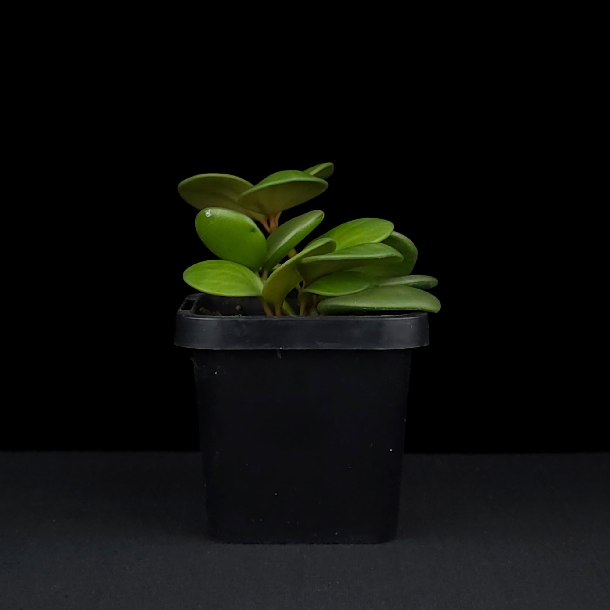 Peperomia 'Hope' (WA Prohibited)