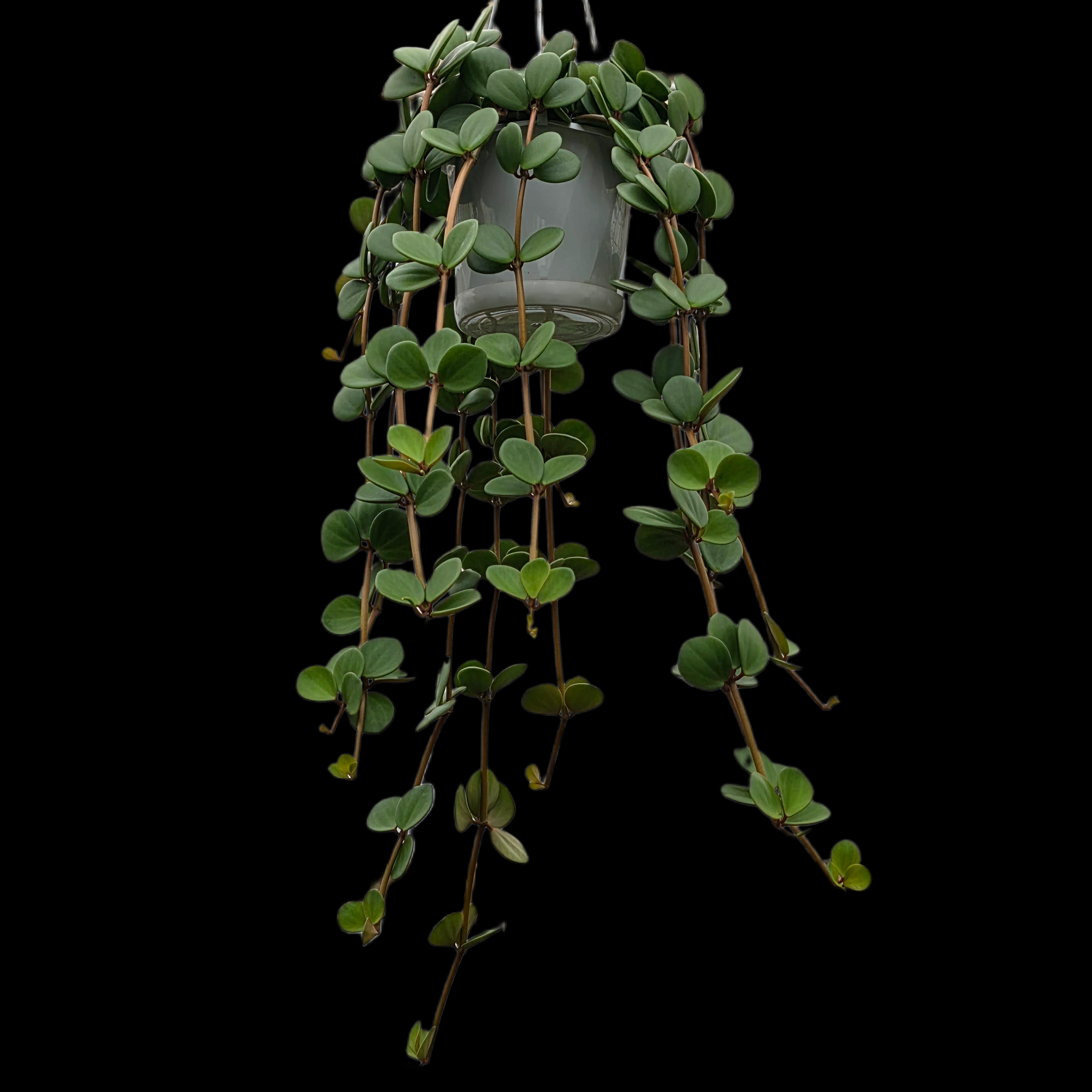 is peperomia hope a succulent Peperomia 'Hope' (WA Prohibited) – Collectors Online