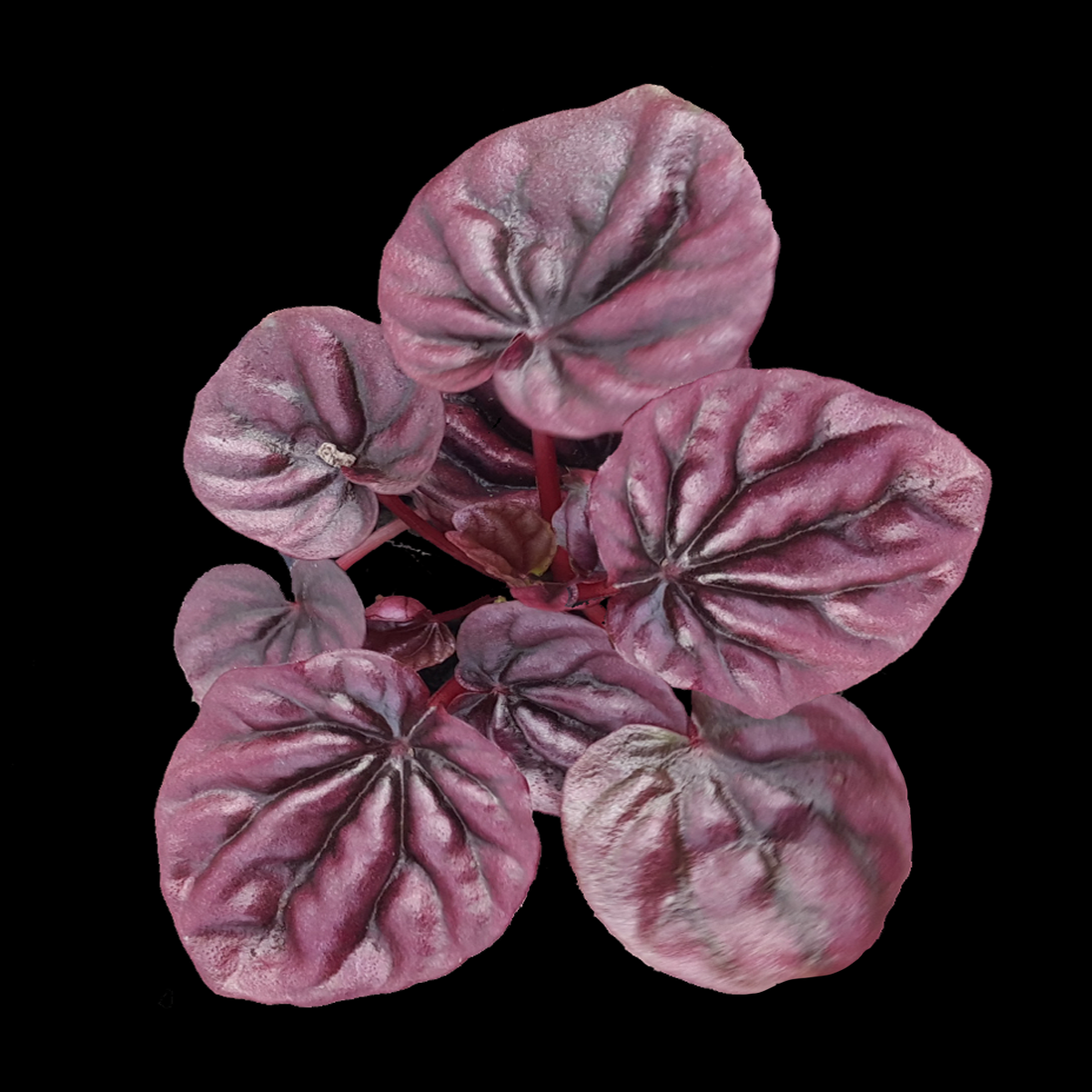 Peperomia caperata 'Schumi Red'