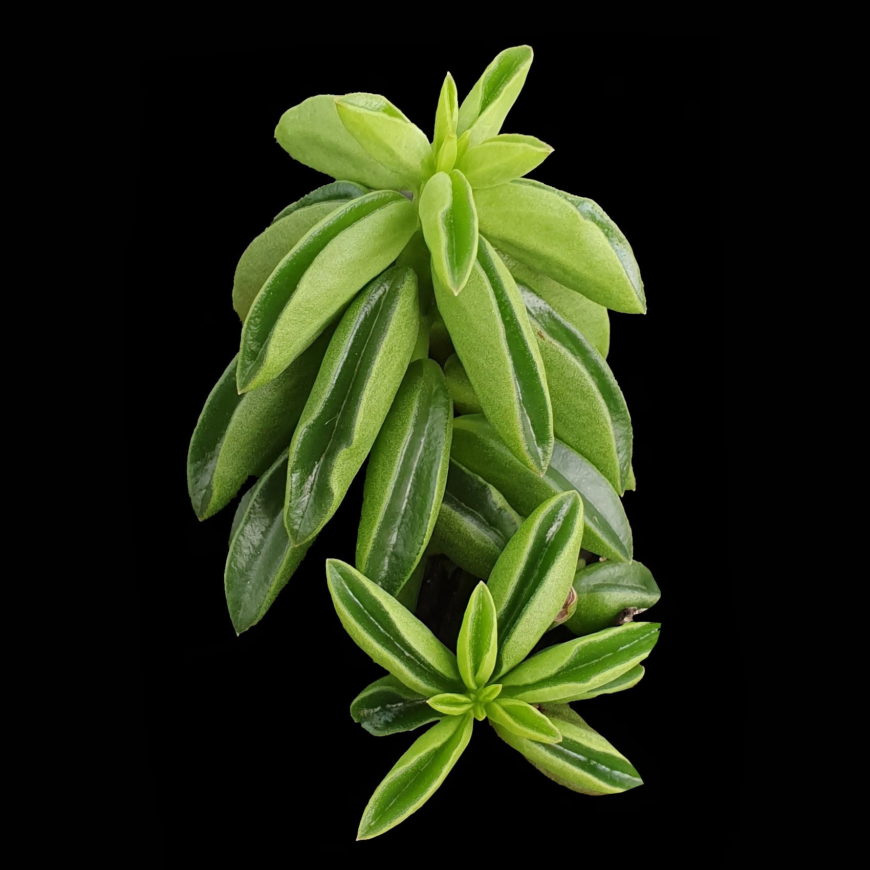 Peperomia dolabriformis 'Ecuador' - The Happy Bean Plant