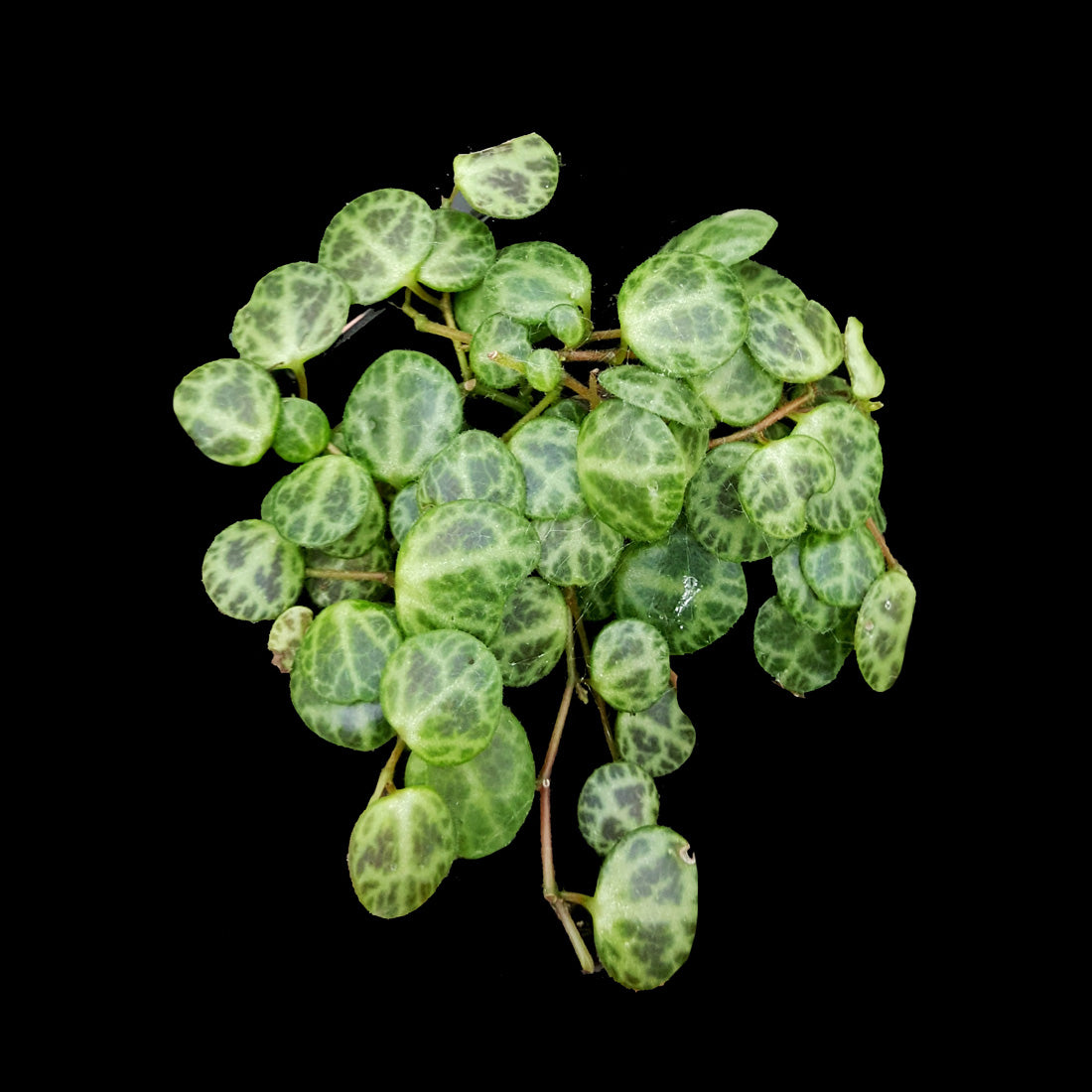 Peperomia prostrata 'String of Turtles' (Not WA)