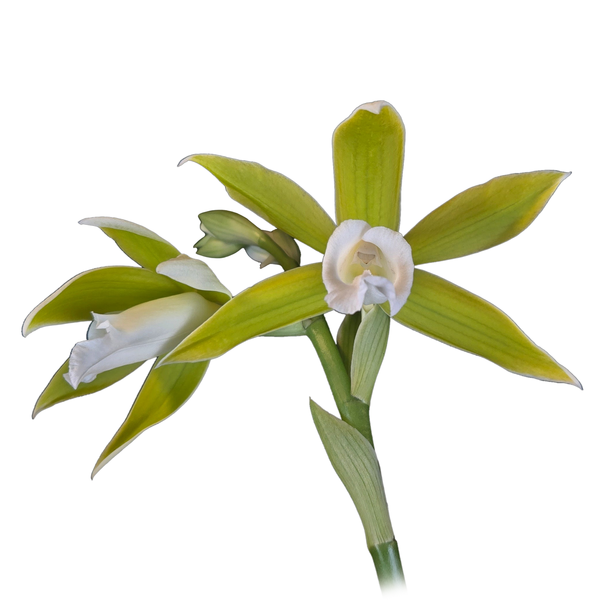 Phaius tankervilleae var. bernaysii