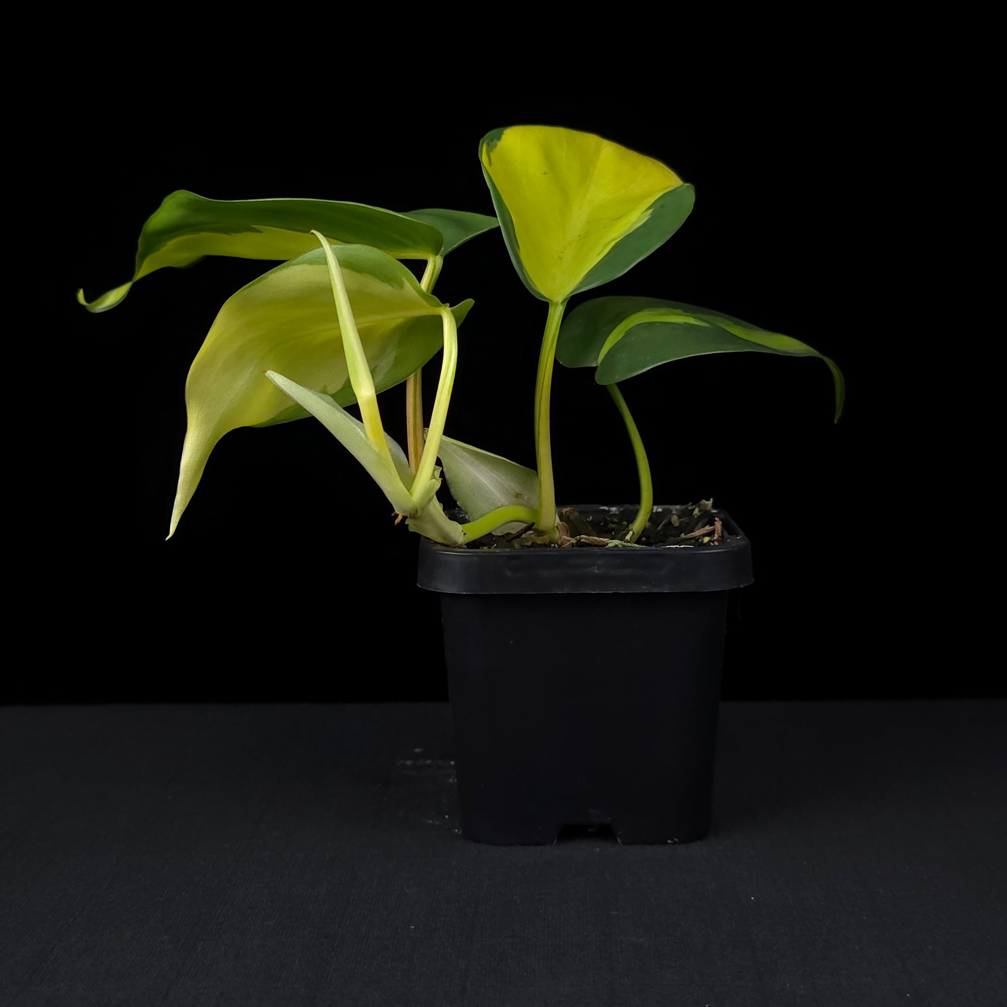 Philodendron hederaceum 'Brasil' - The Heartleaf Philodendron