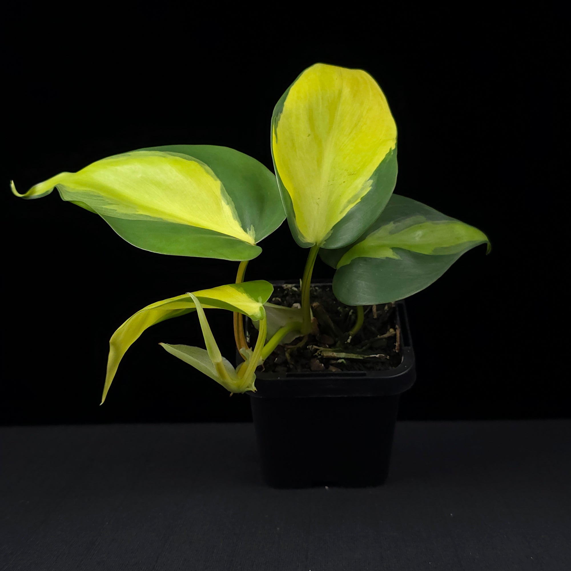Philodendron hederaceum 'Brasil' - The Heartleaf Philodendron