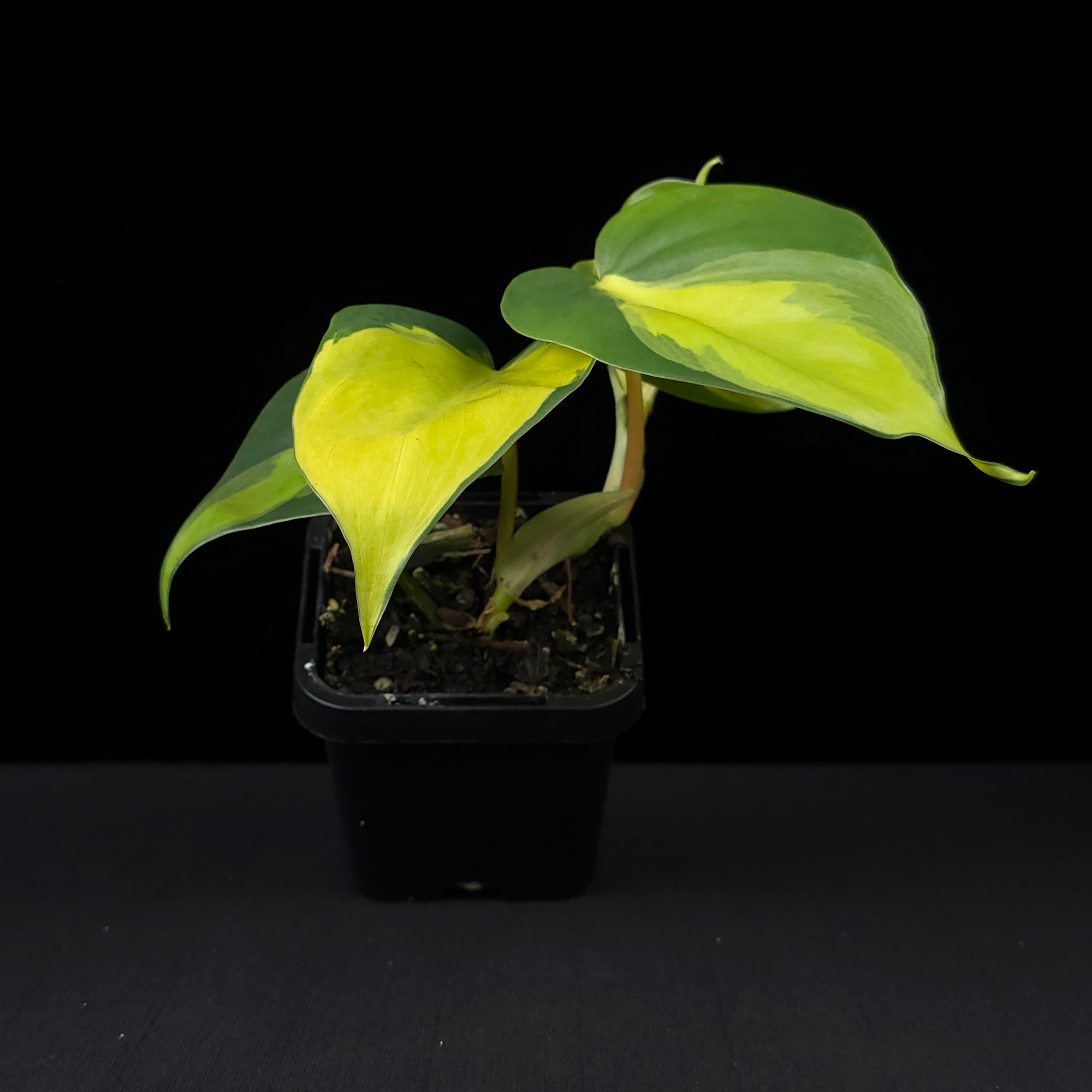 Philodendron hederaceum 'Brasil' - The Heartleaf Philodendron