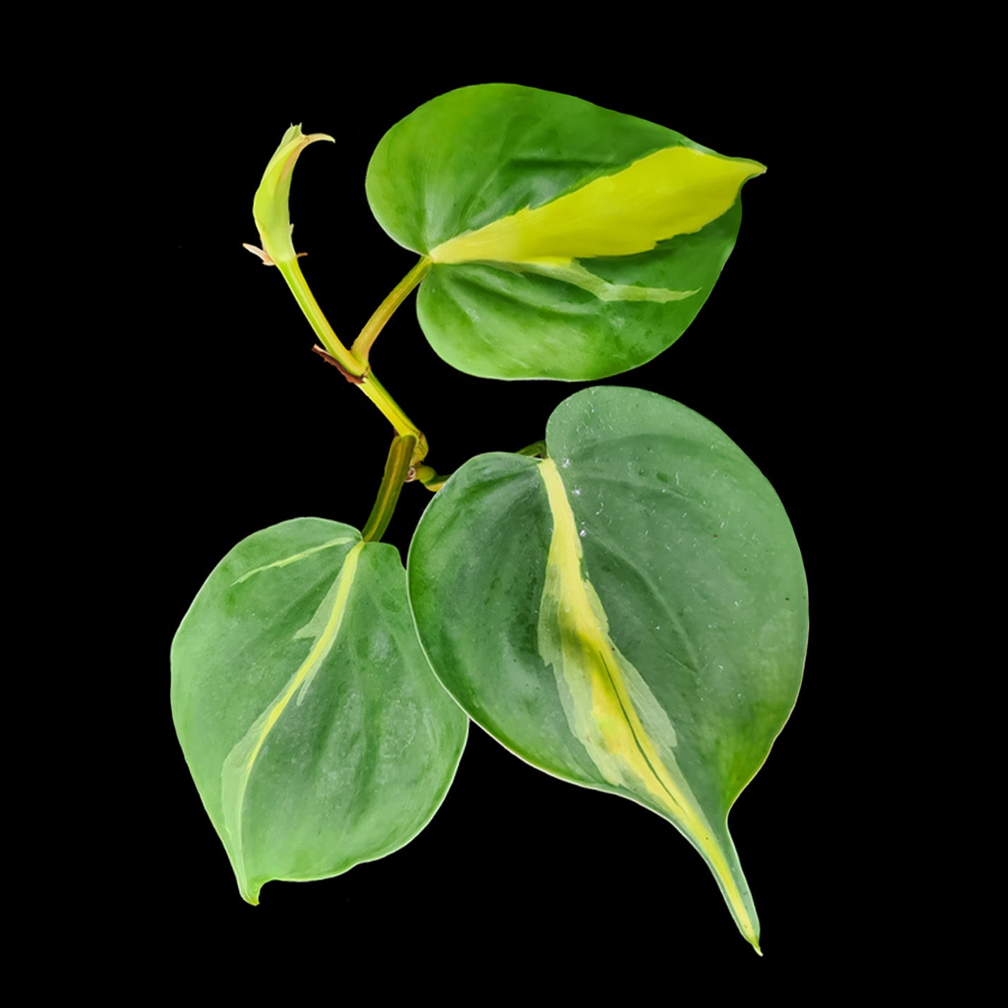 brazillian heart leaf philodendron Philodendron hederaceum 'Brasil'