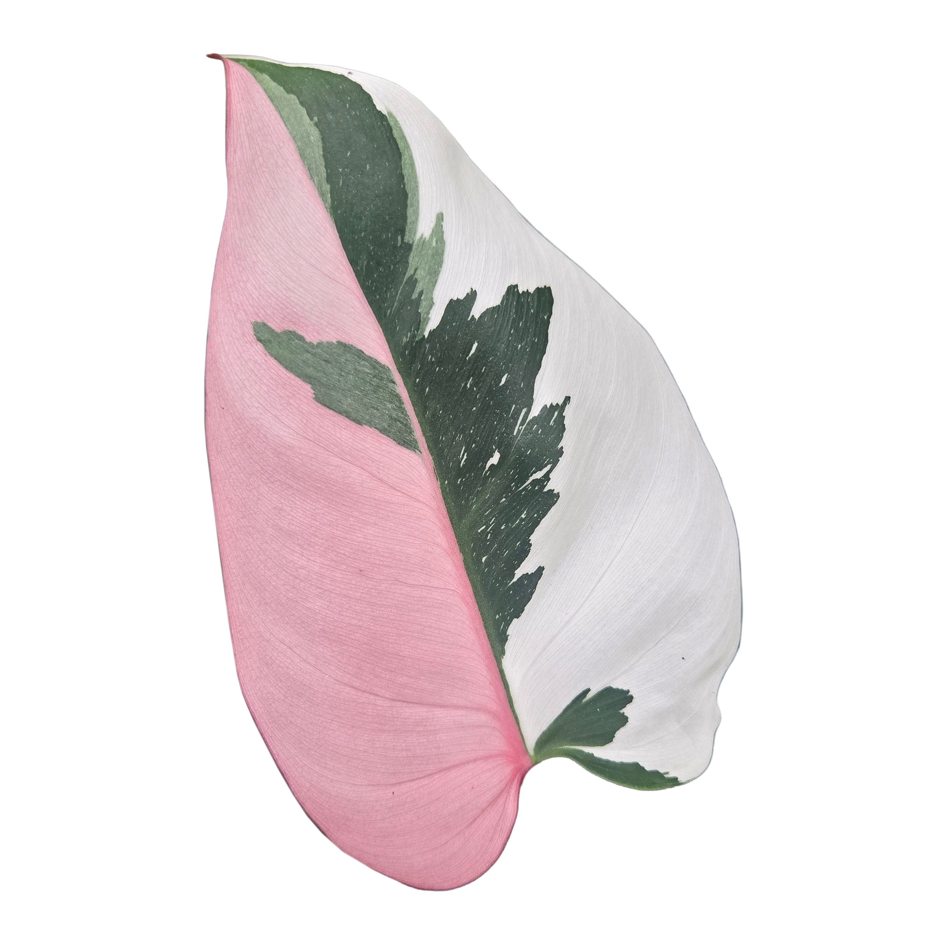 pink princess philodendron benefits Philodendron erubescens 'Pink Princess' – Collectors Online