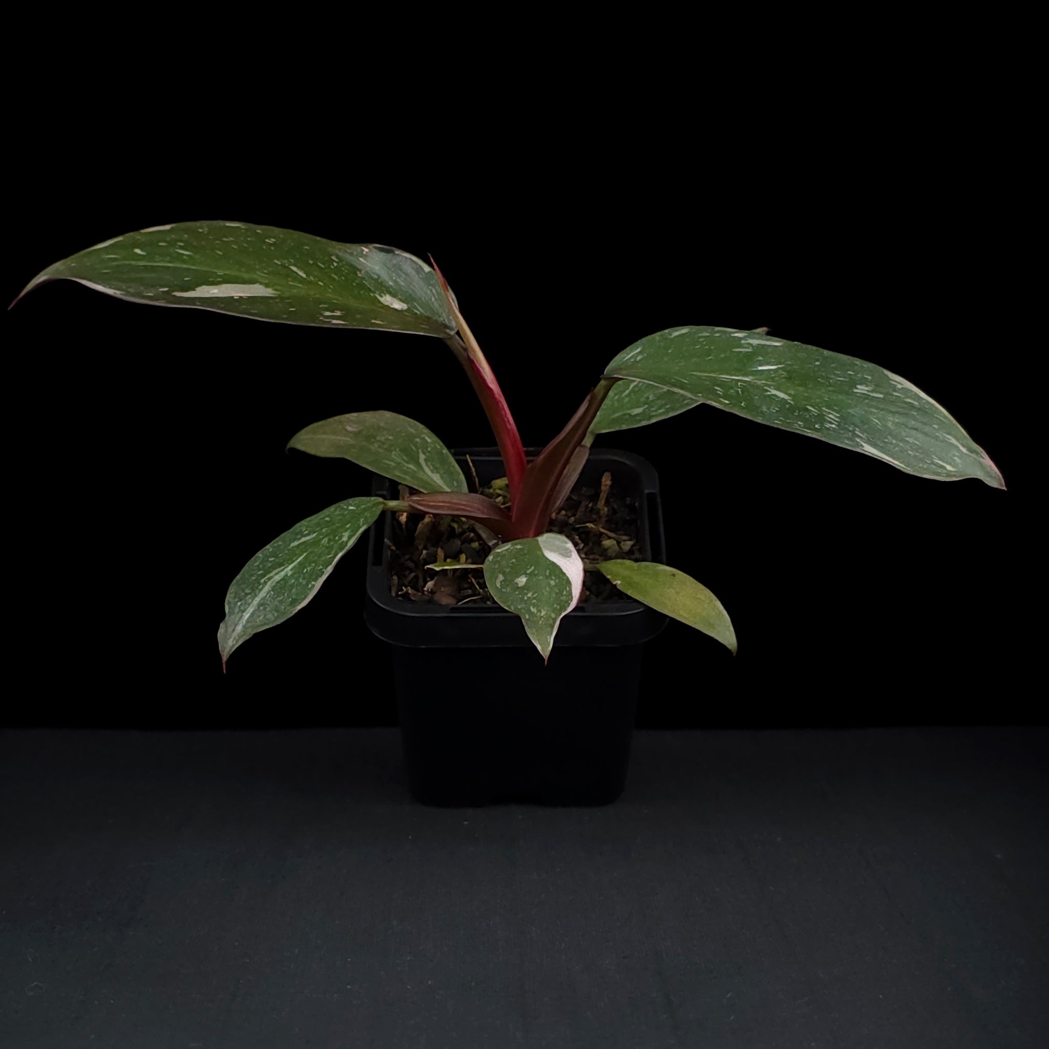 Philodendron erubescens 'Pink Princess'