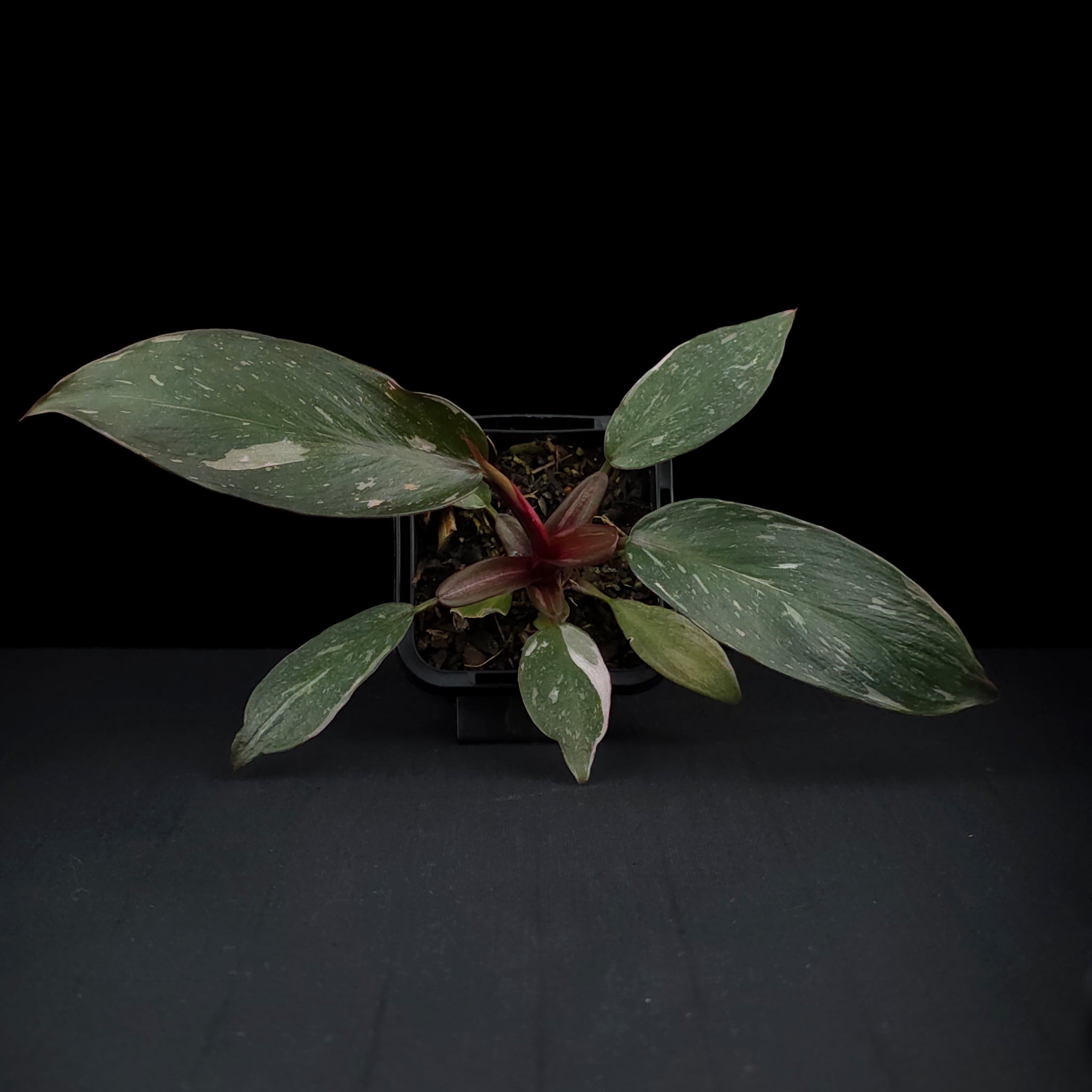 Philodendron erubescens 'Pink Princess'