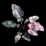 Philodendron erubescens 'Pink Princess'
