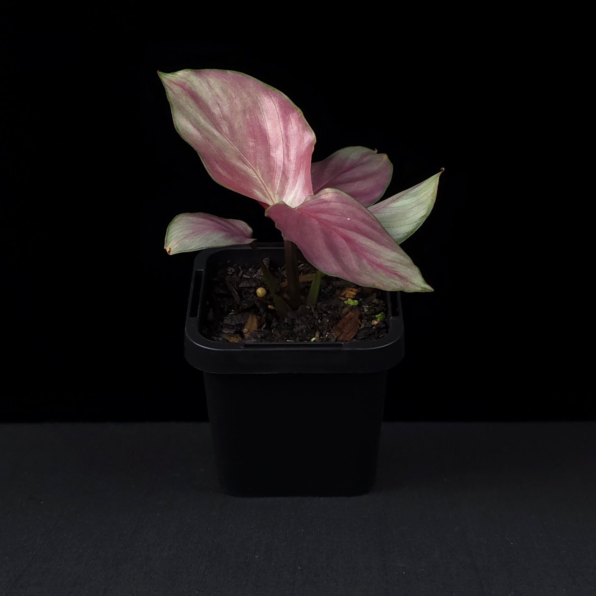 Calathea roseopicta 'Silver Plate' (syn. Geoppertia)