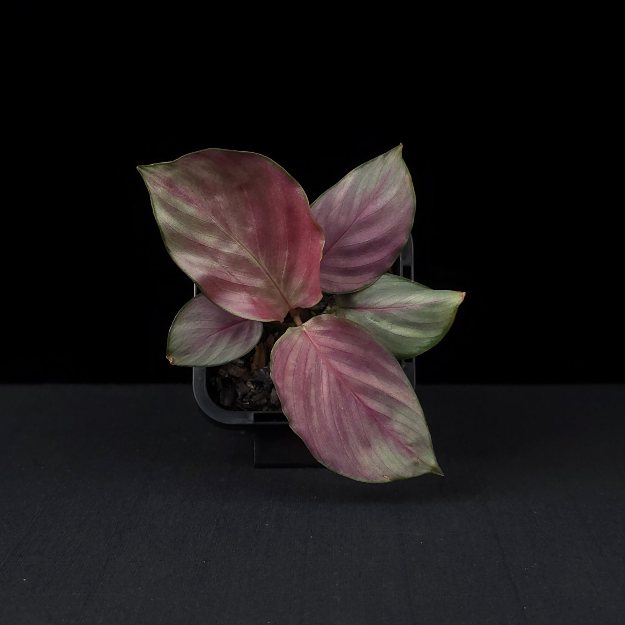 Calathea roseopicta 'Silver Plate' (syn. Geoppertia)