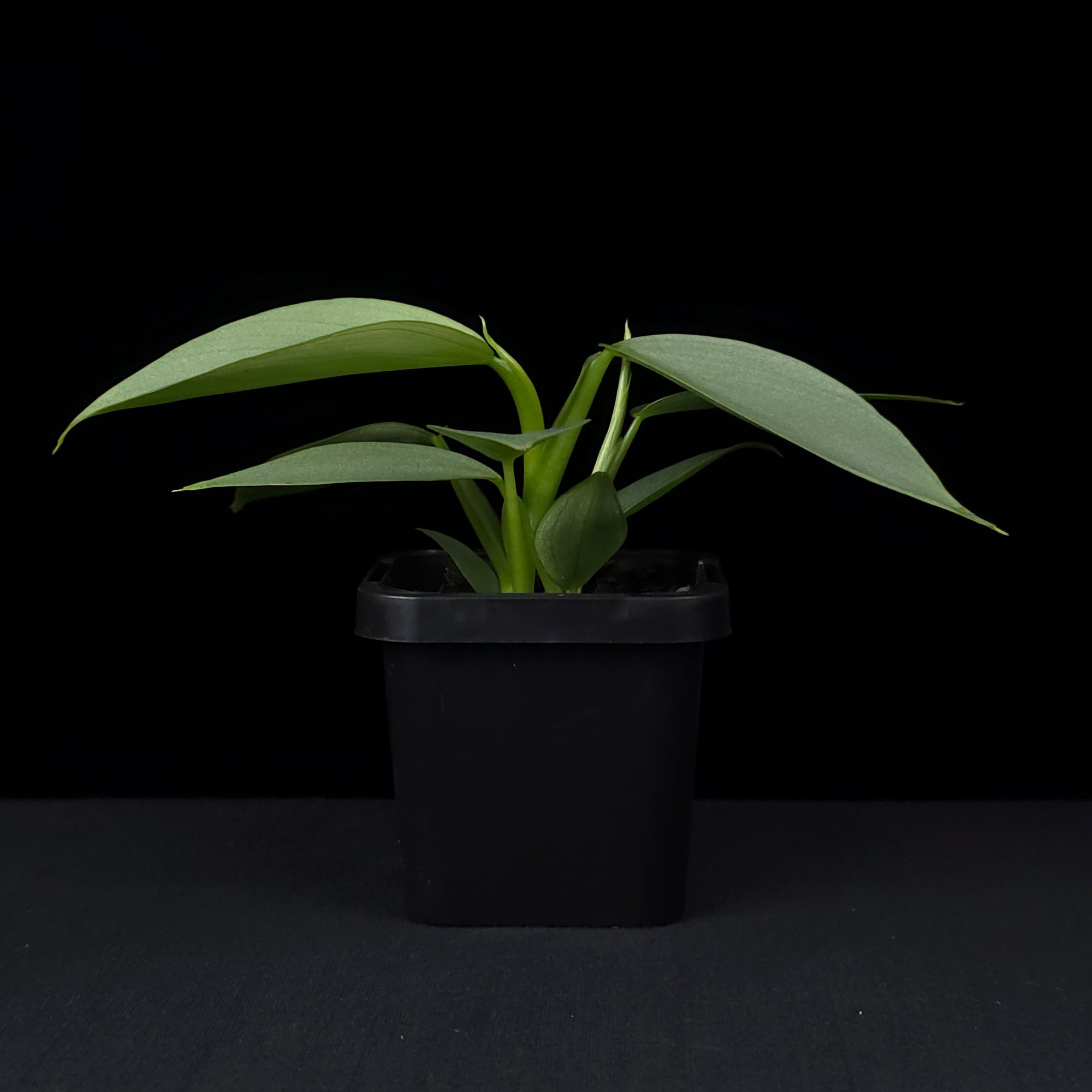 Philodendron hastatum 'Silver Sword'