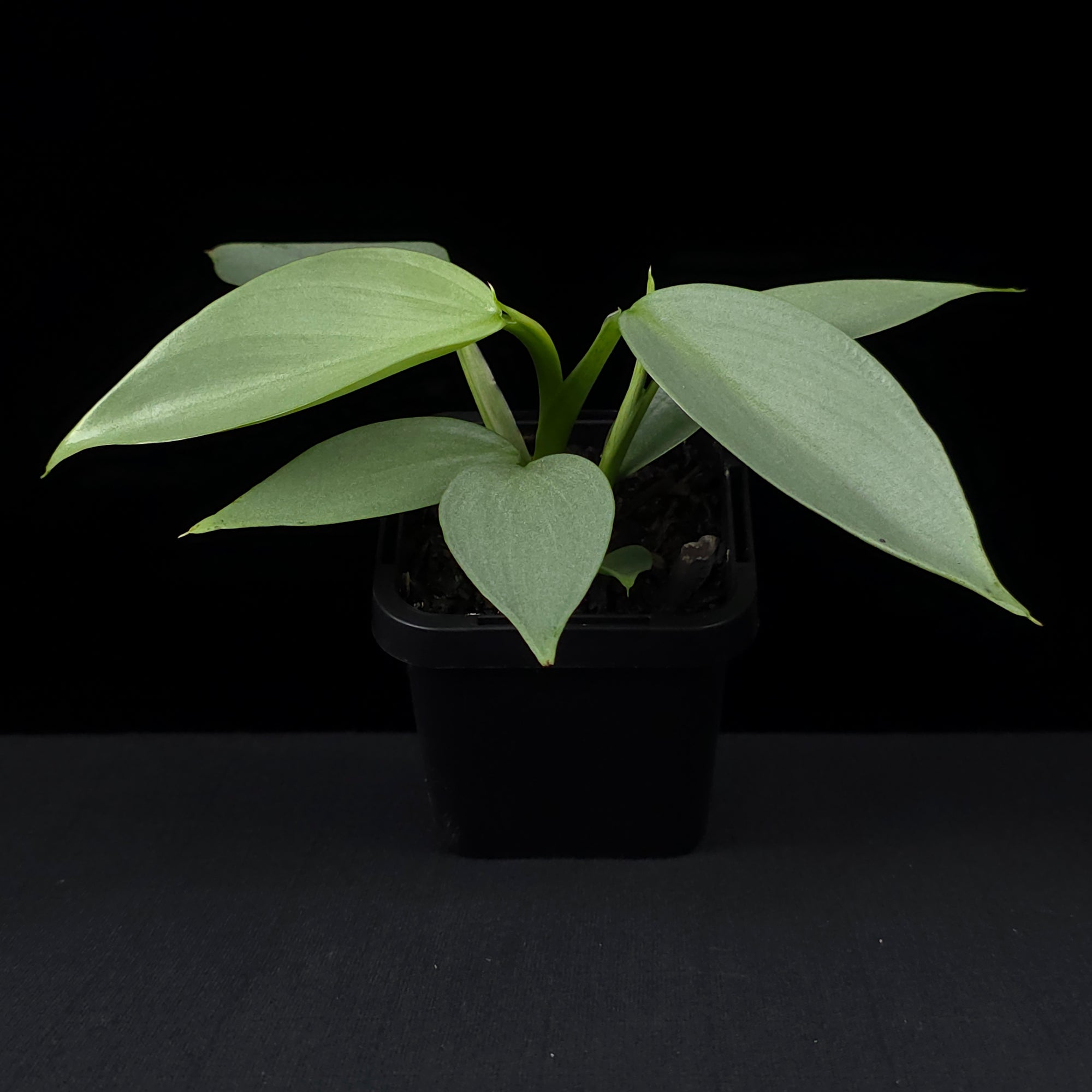 Philodendron hastatum 'Silver Sword'