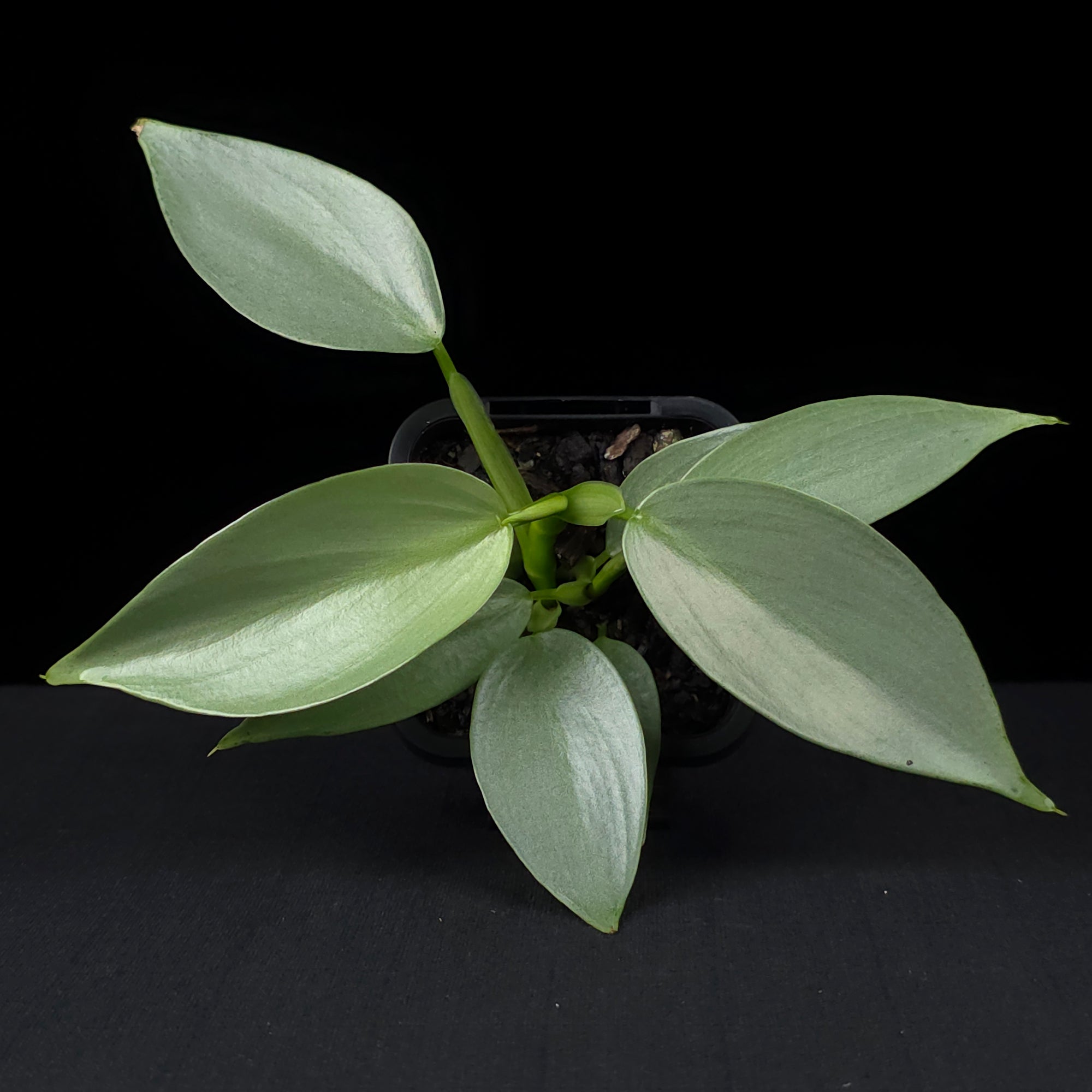 Philodendron hastatum 'Silver Sword'