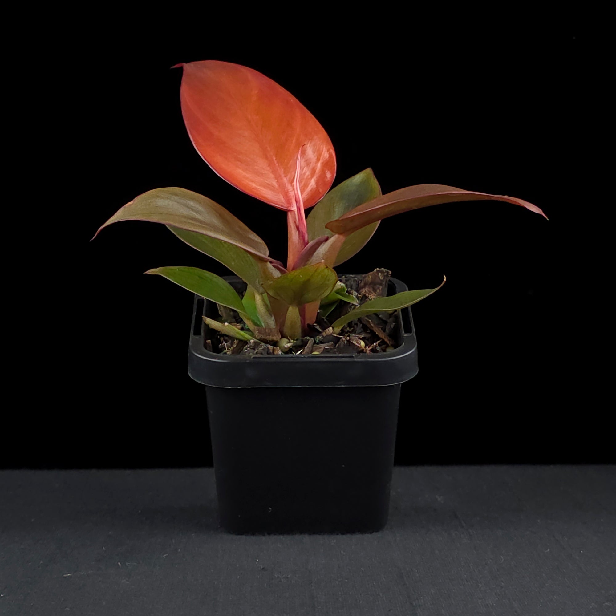 Philodendron 'Sun Red'