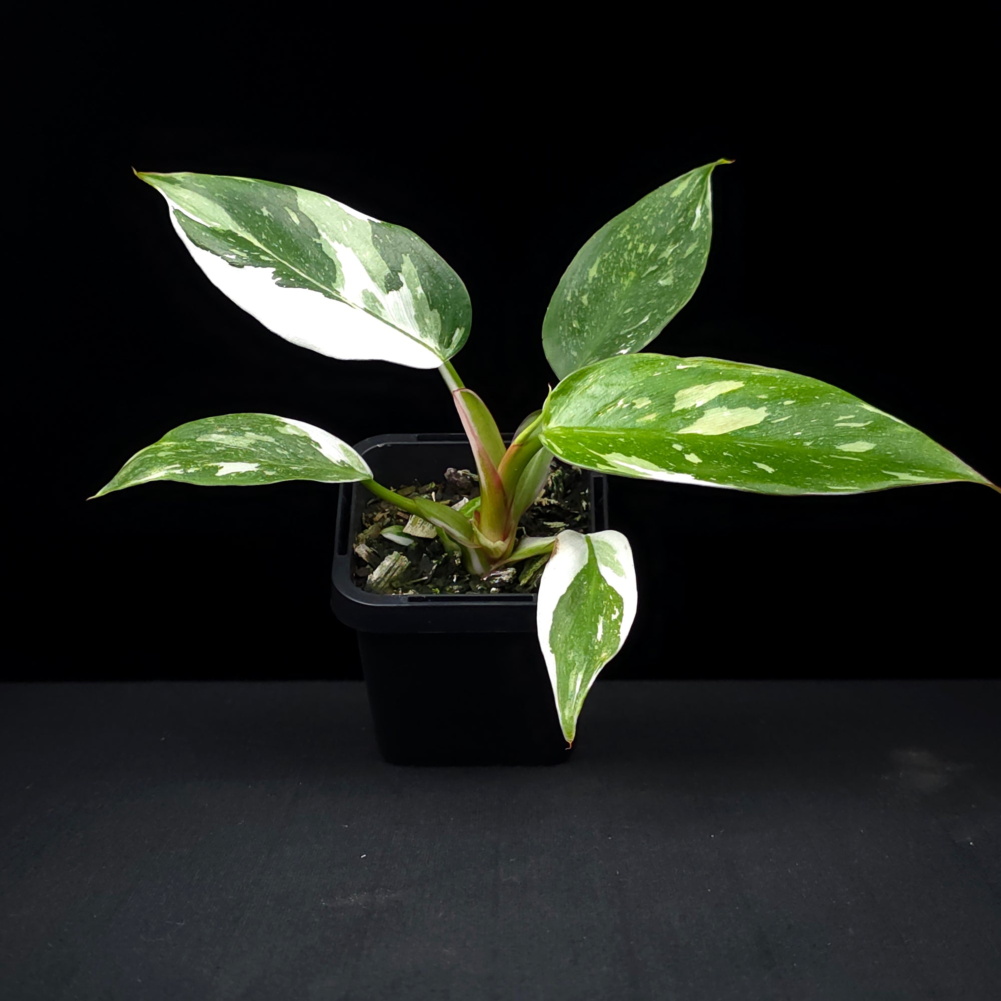 Philodendron erubescens 'White Princess'