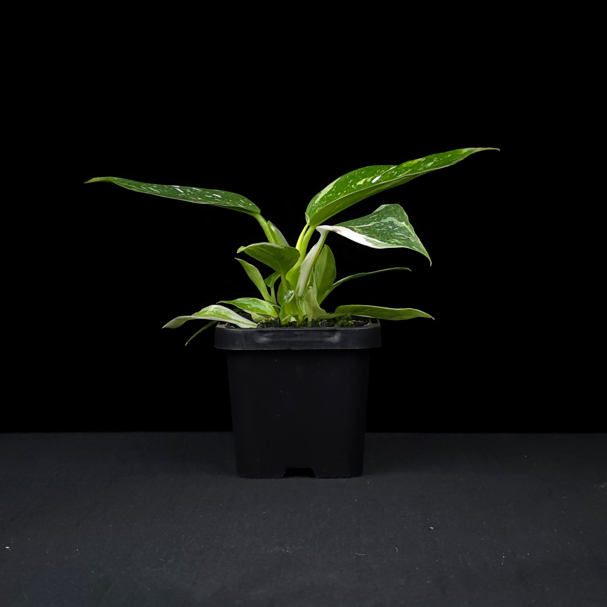 Philodendron erubescens 'White Wizard'