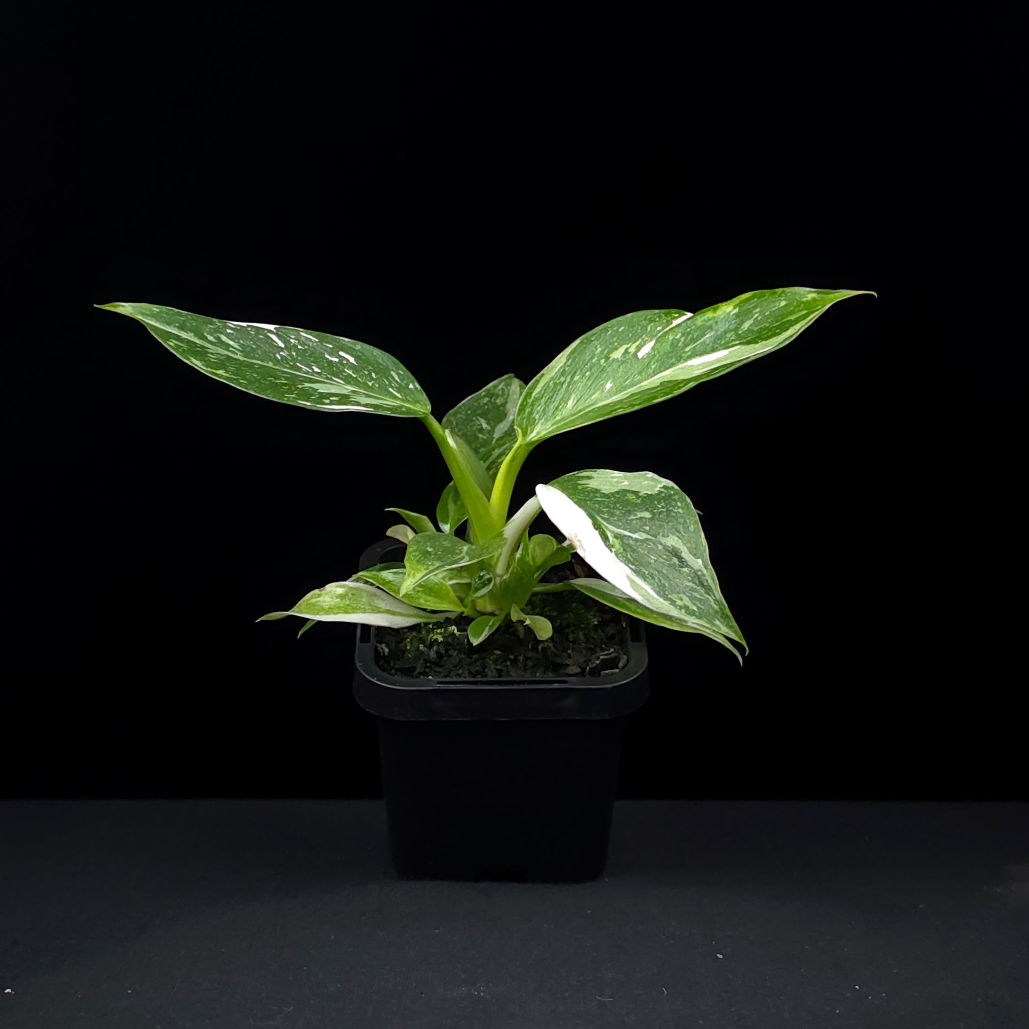 Philodendron erubescens 'White Wizard'