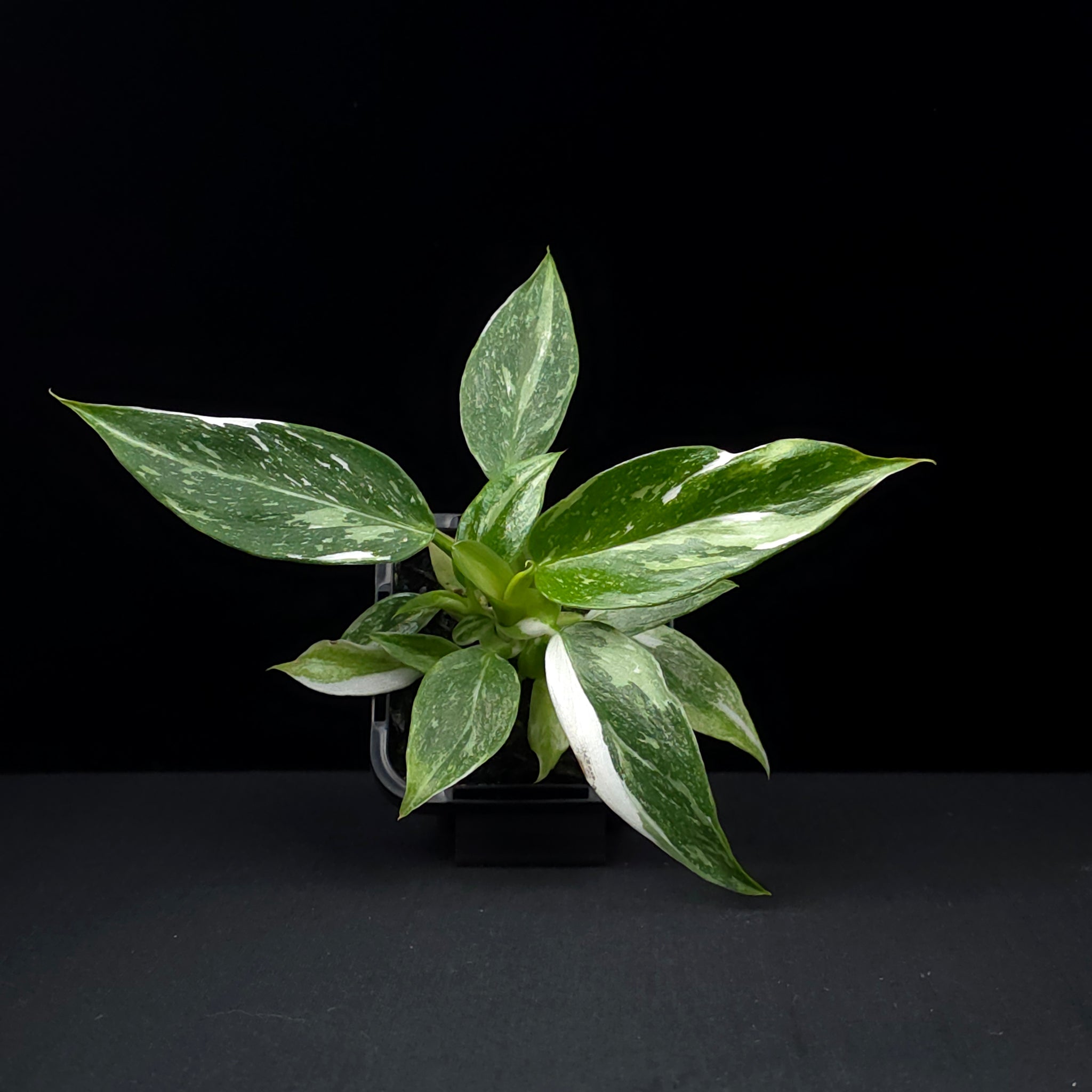 Philodendron erubescens 'White Wizard'