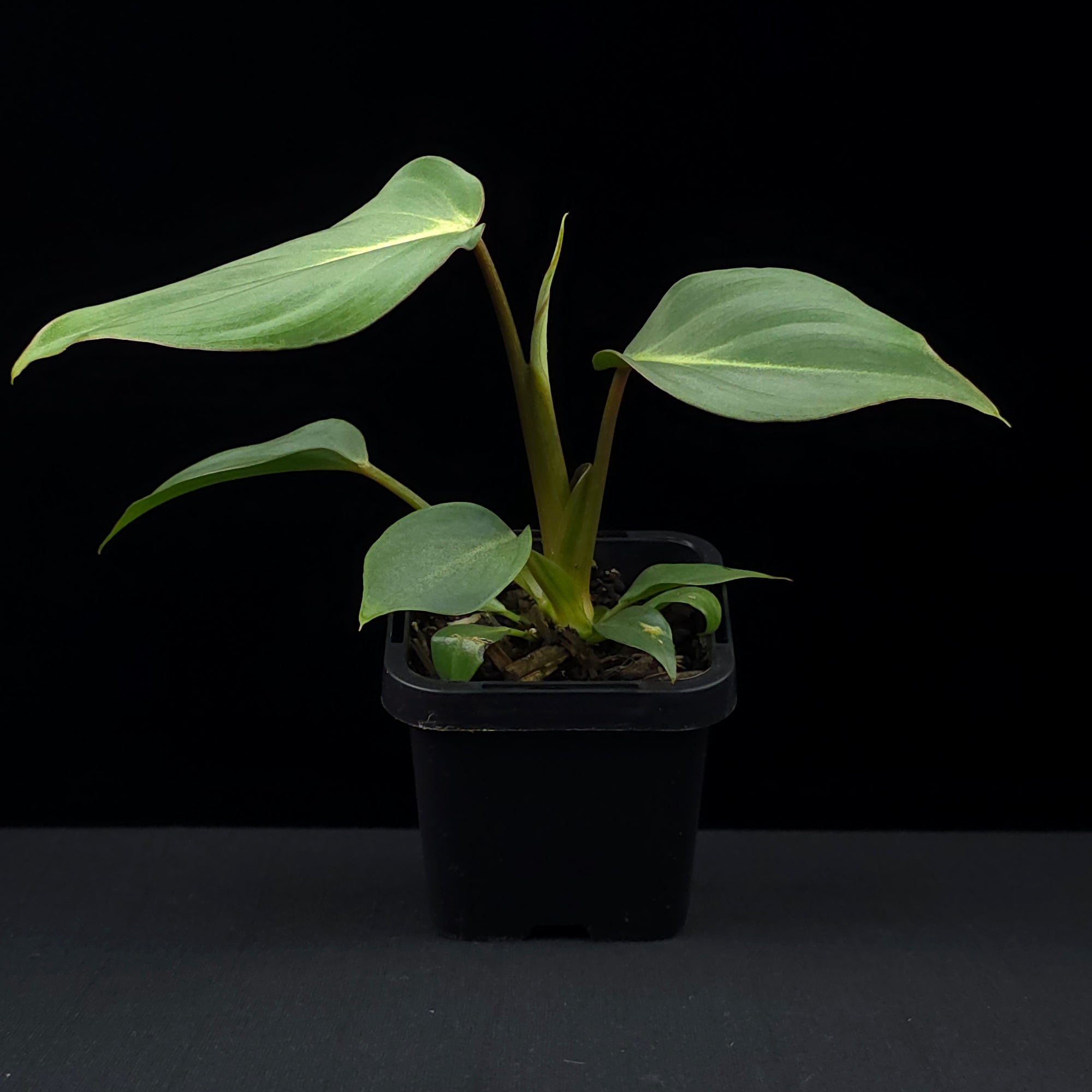 Philodendron gloriosum