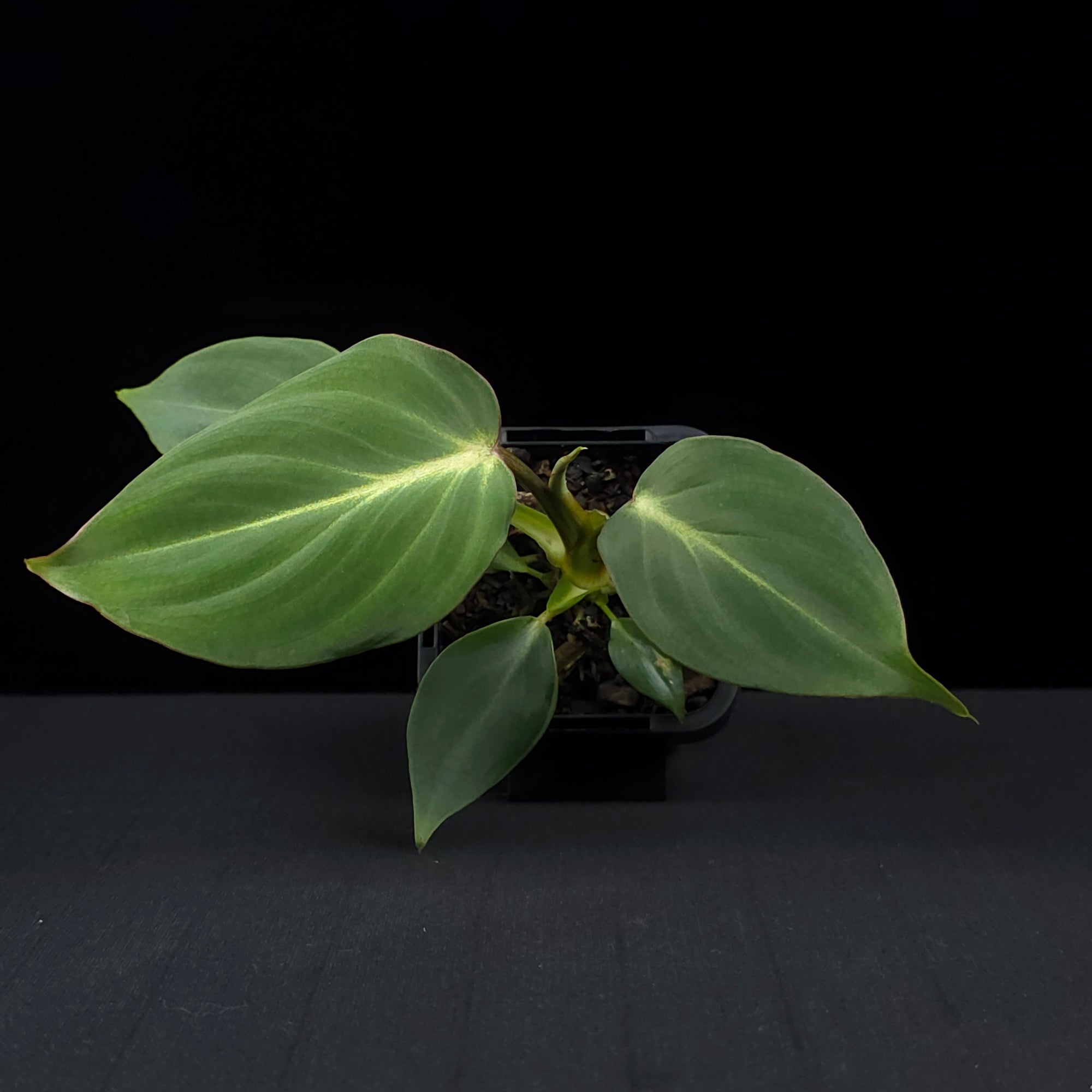 Philodendron gloriosum