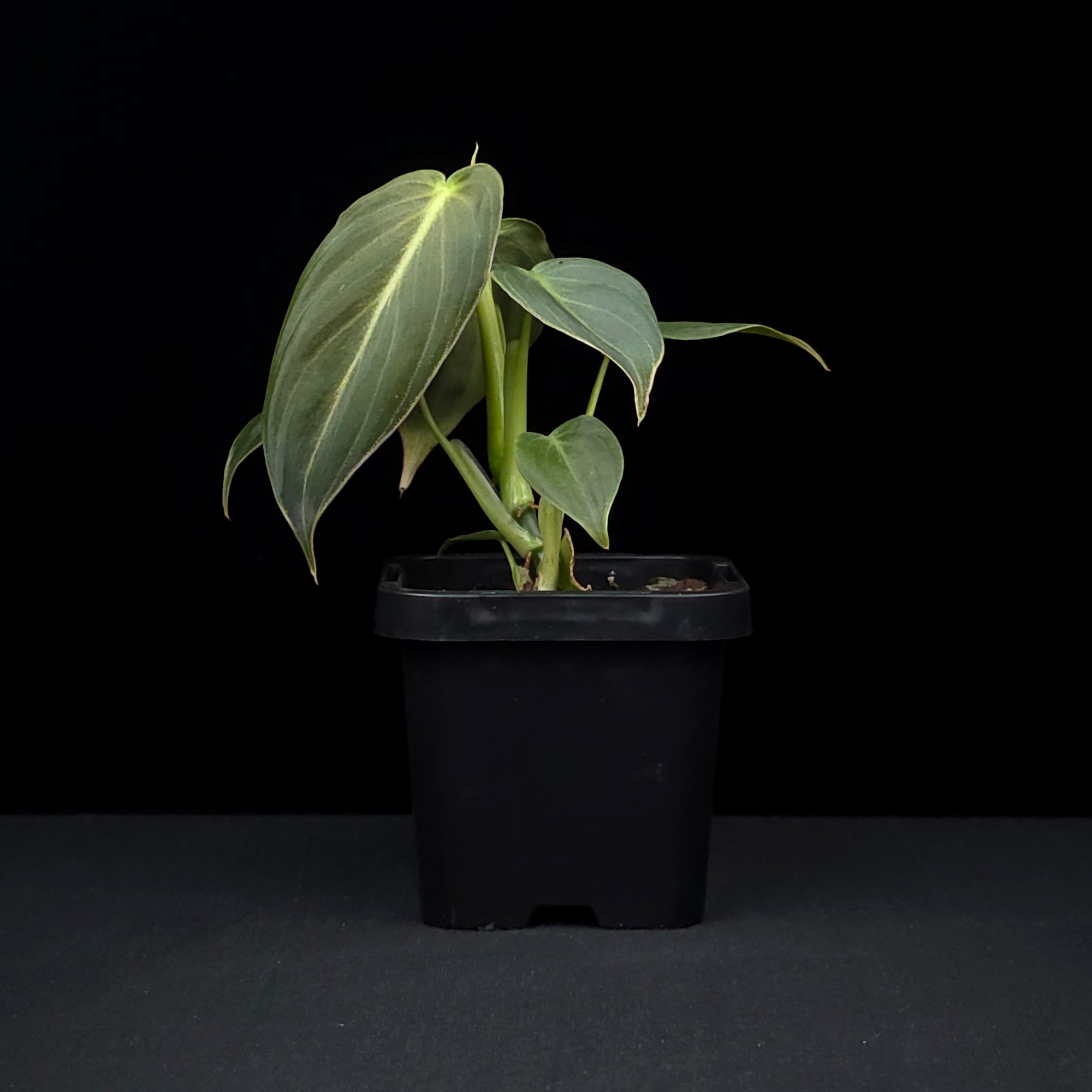 Philodendron melanochrysum