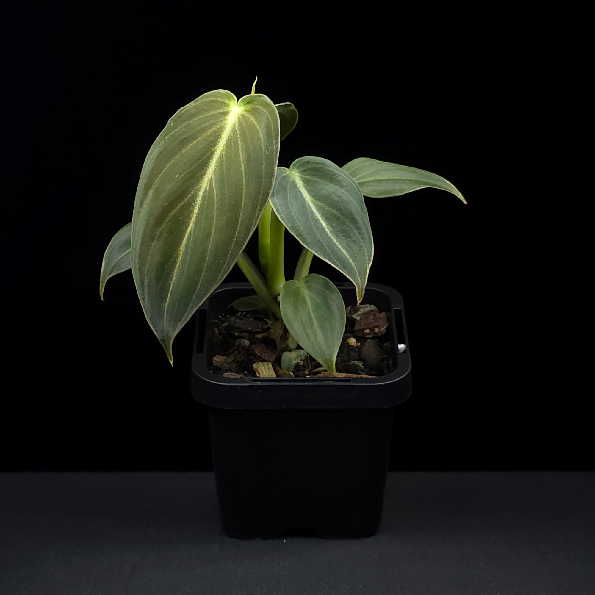 Philodendron melanochrysum