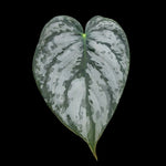 Philodendron brandtianum