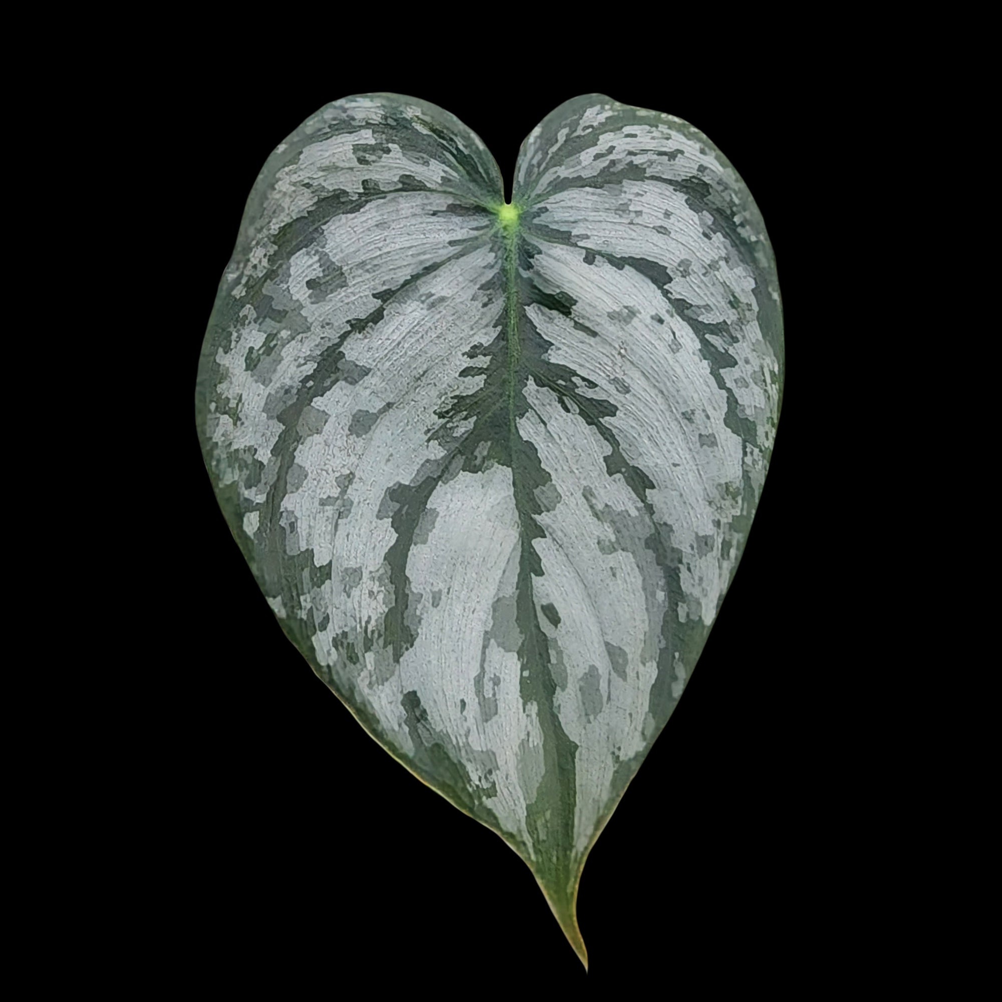 Philodendron brandtianum