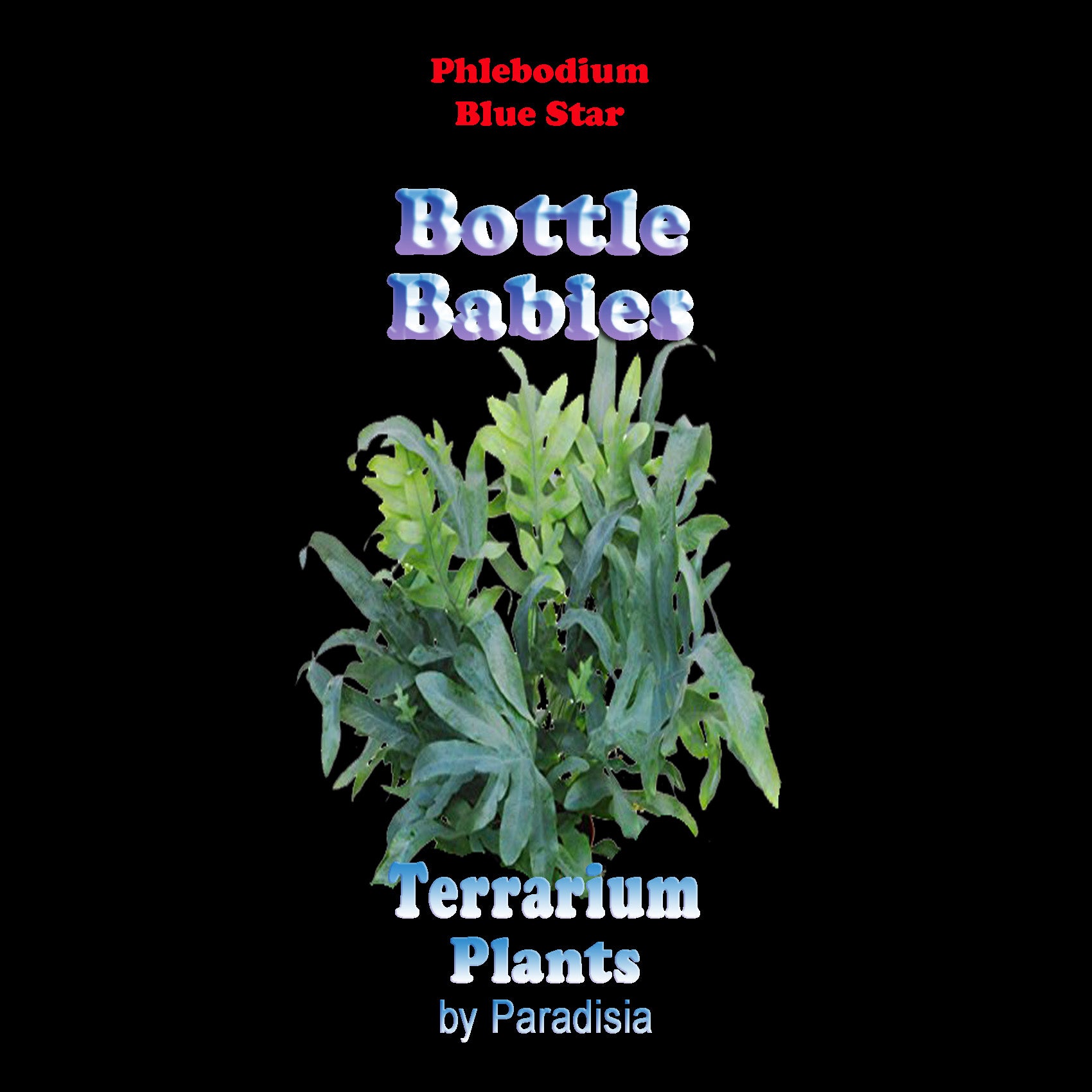Phlebodium aureum 'The Blue Star Fern'