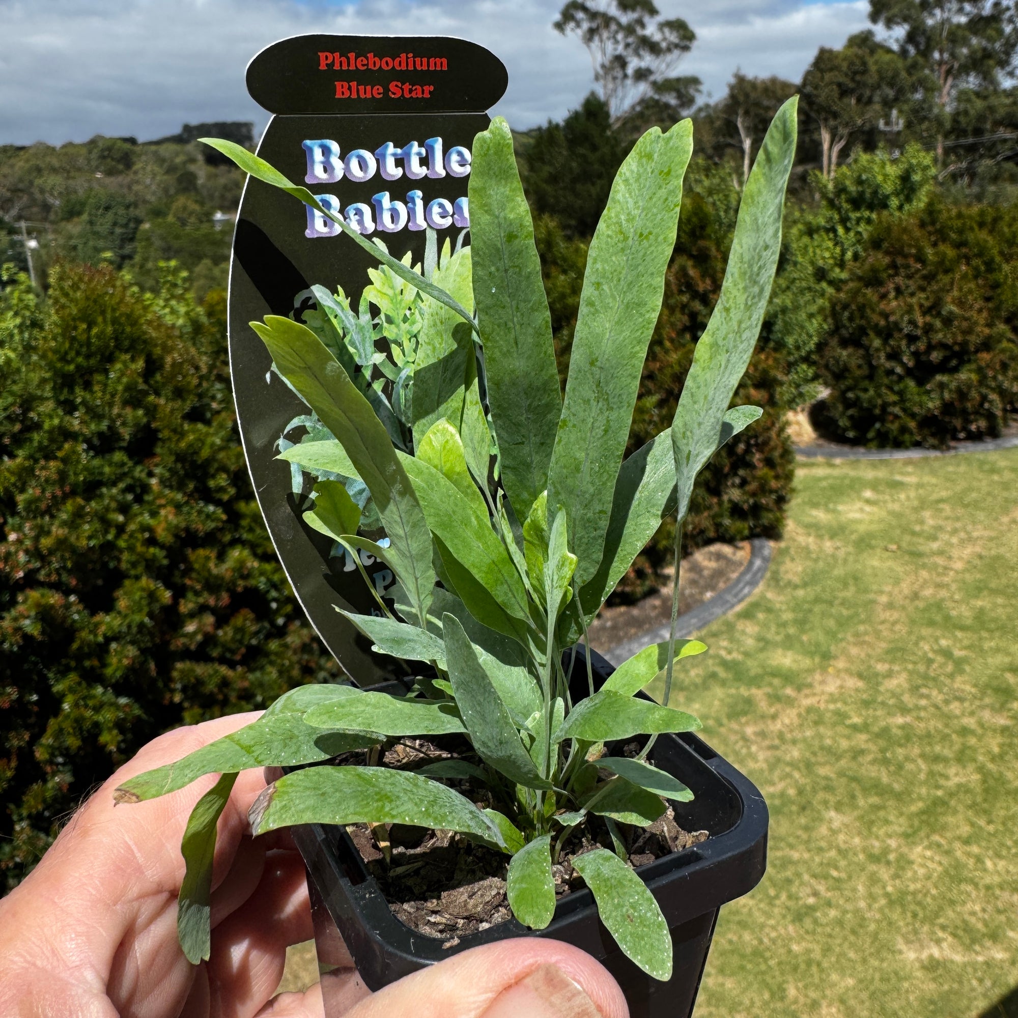 Phlebodium aureum 'The Blue Star Fern'