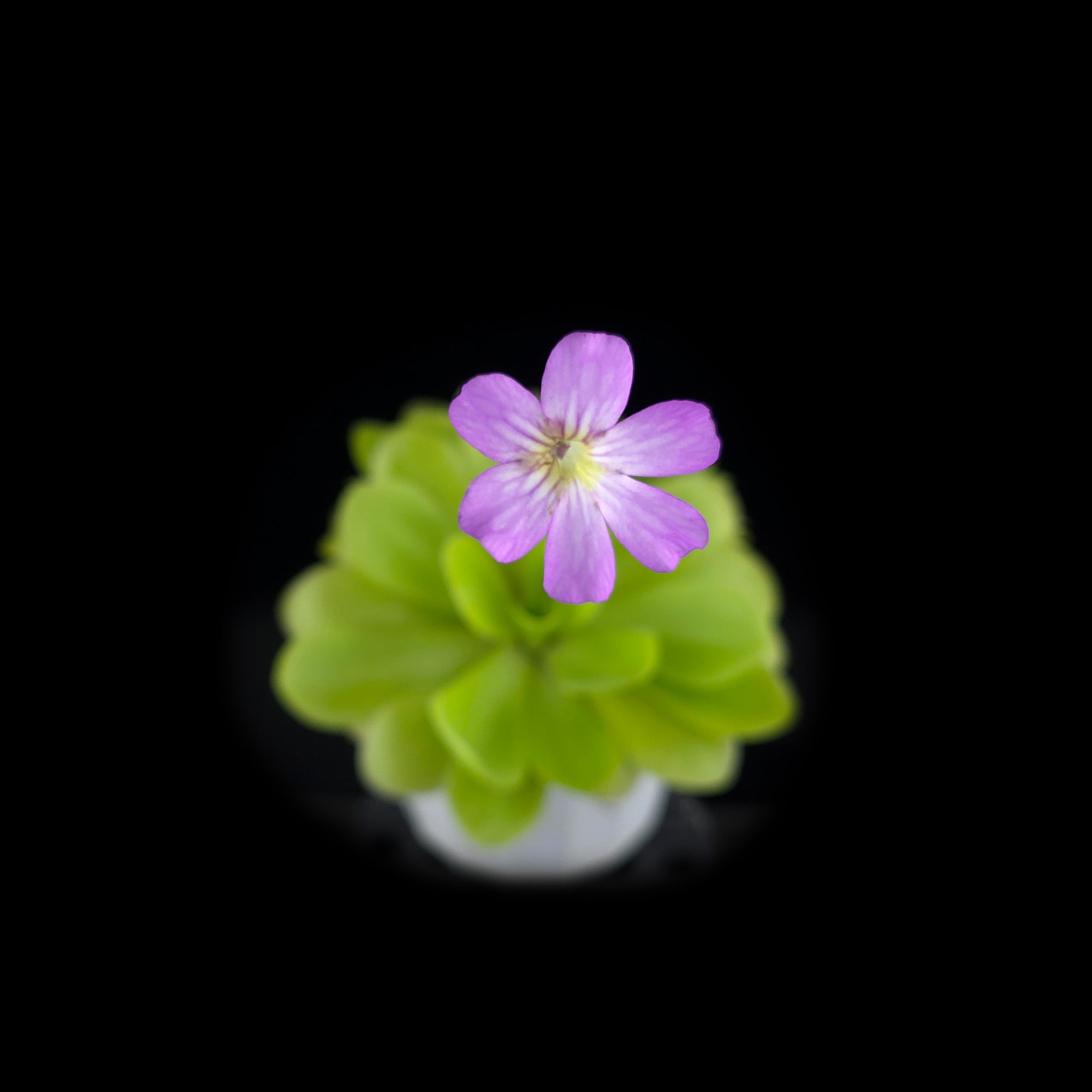 Pinguicula agnata x potosiensis