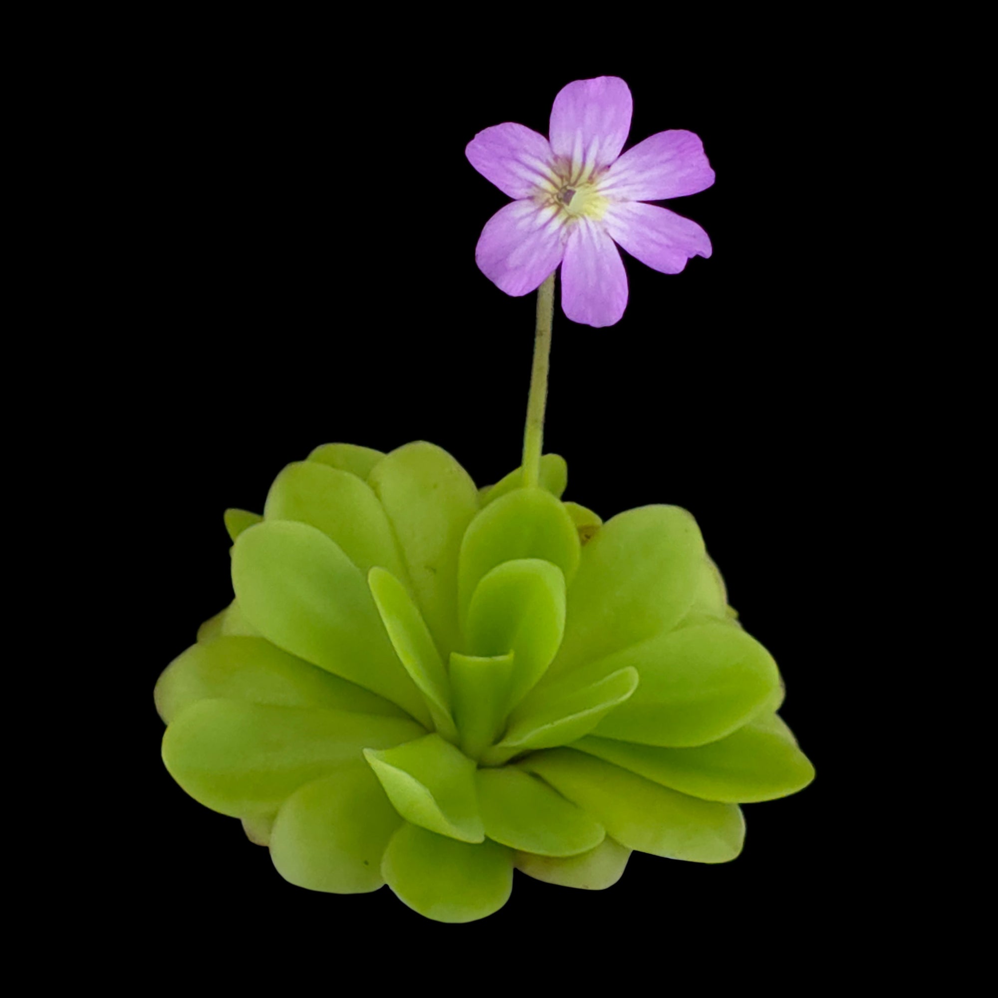 Pinguicula agnata x potosiensis