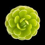 Pinguicula esseriana