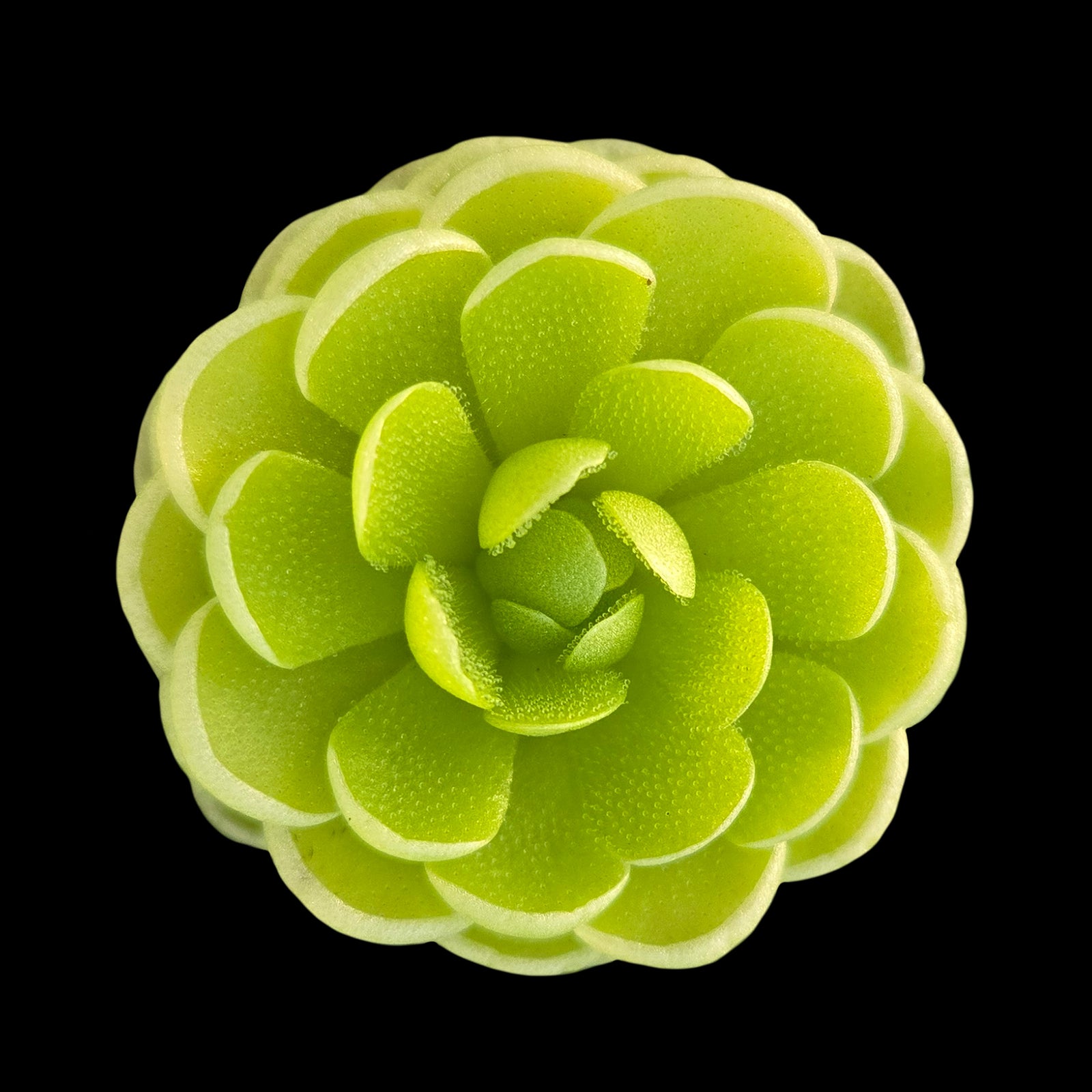 Pinguicula esseriana