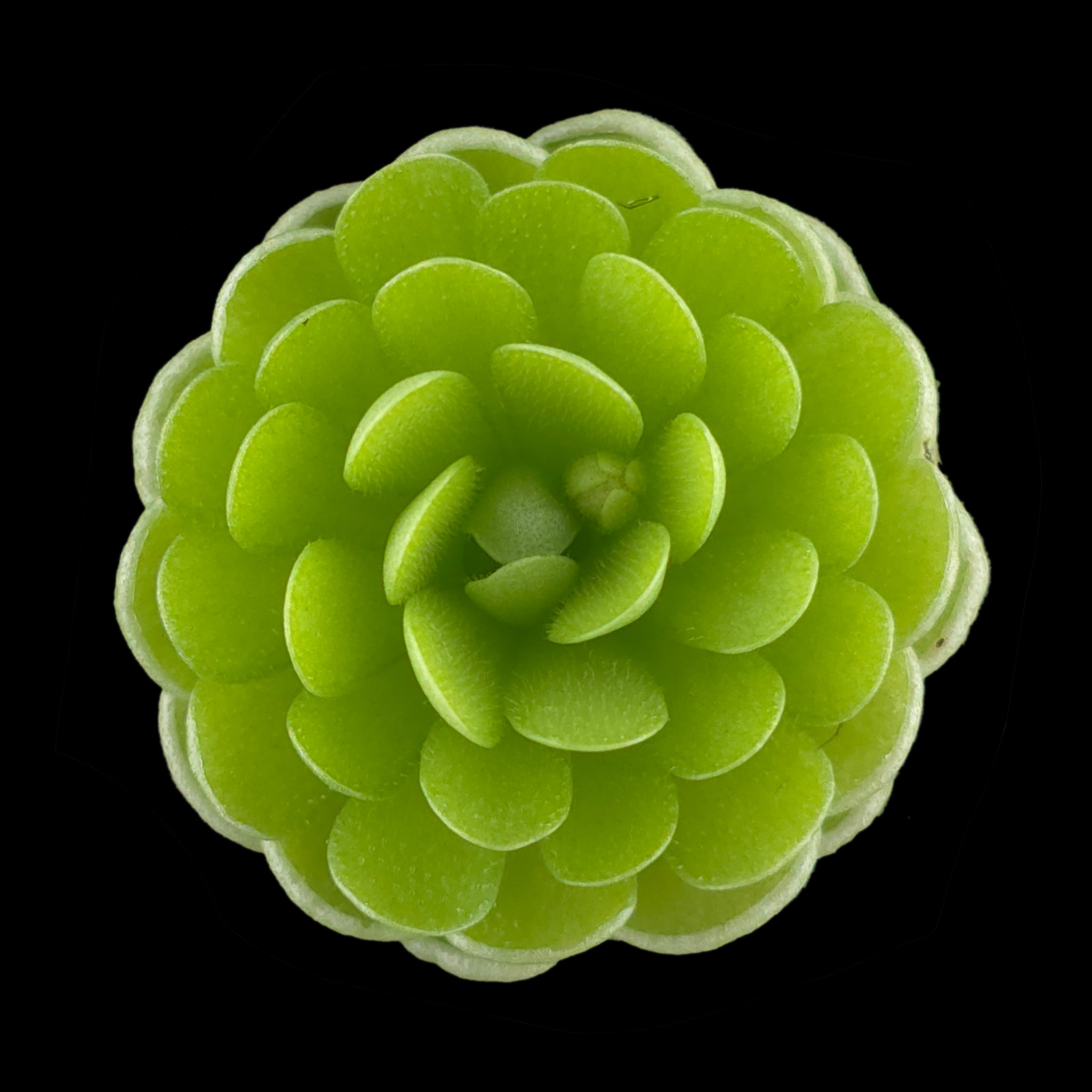 Pinguicula esseriana