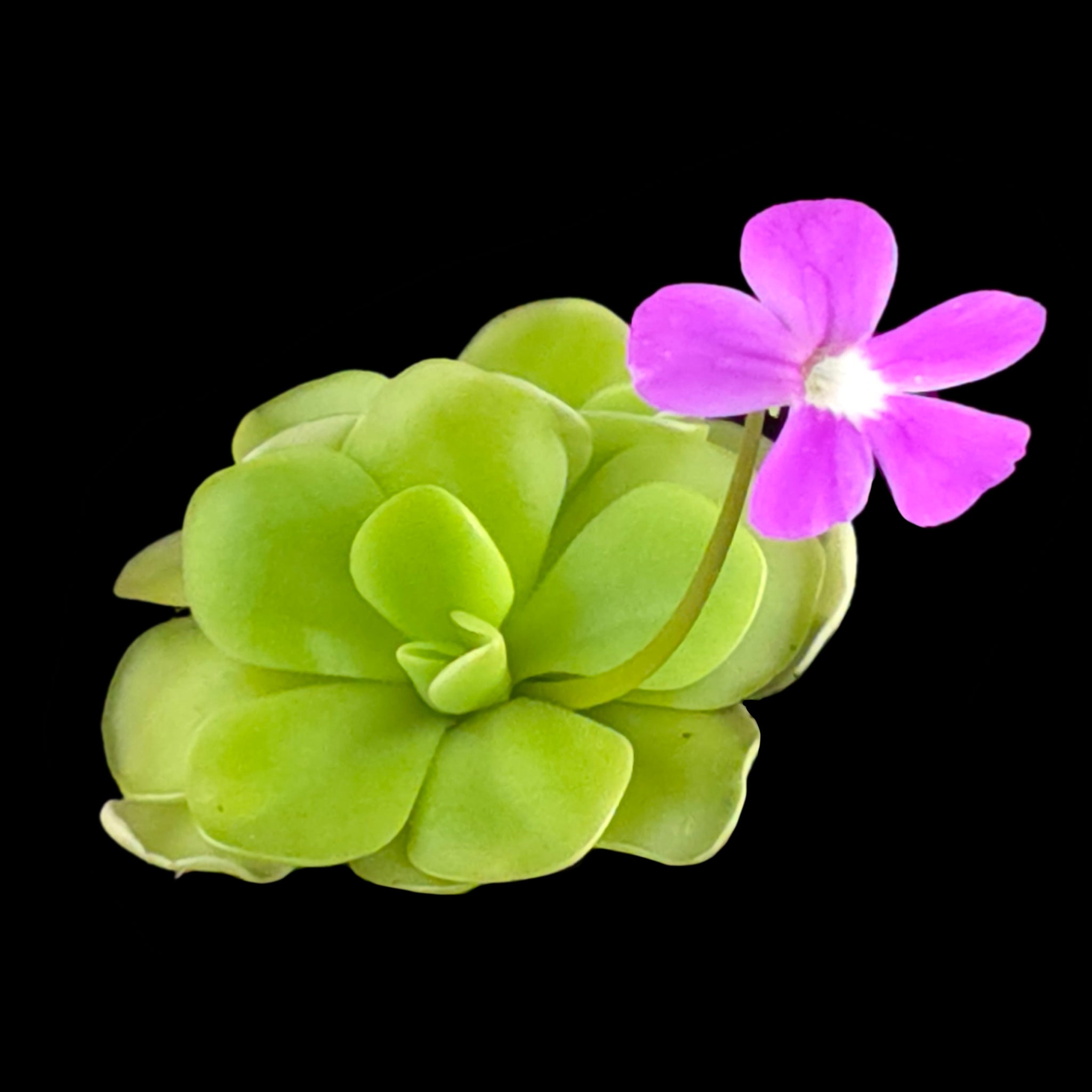Pinguicula 'Sethos'