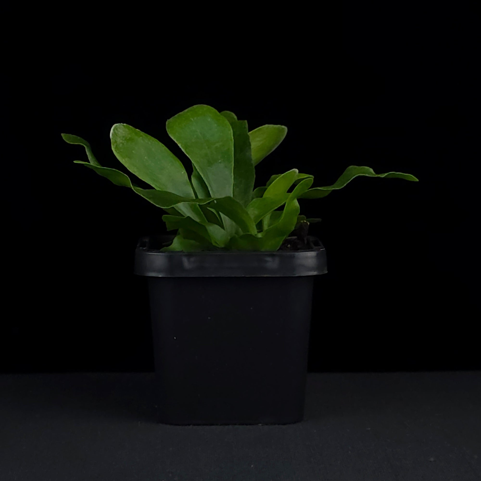 Platycerium bifurcatum 'Netherland' - Staghorn Fern