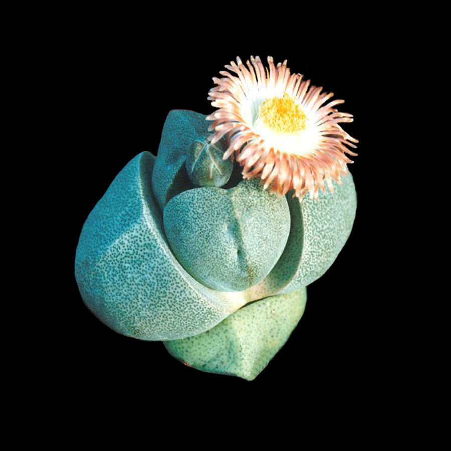 Pleiospilos nelii – Living Stone