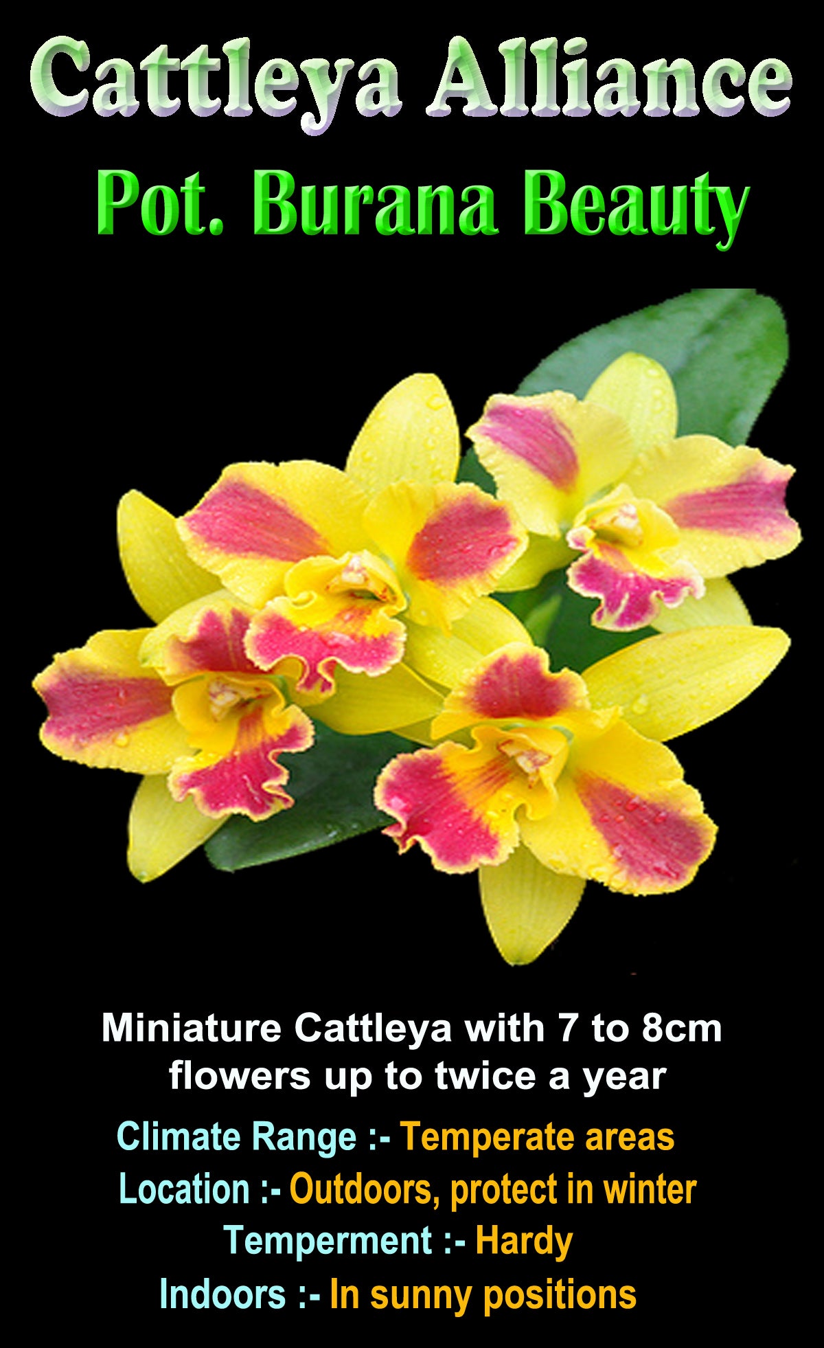 Cattleya Burana Beauty