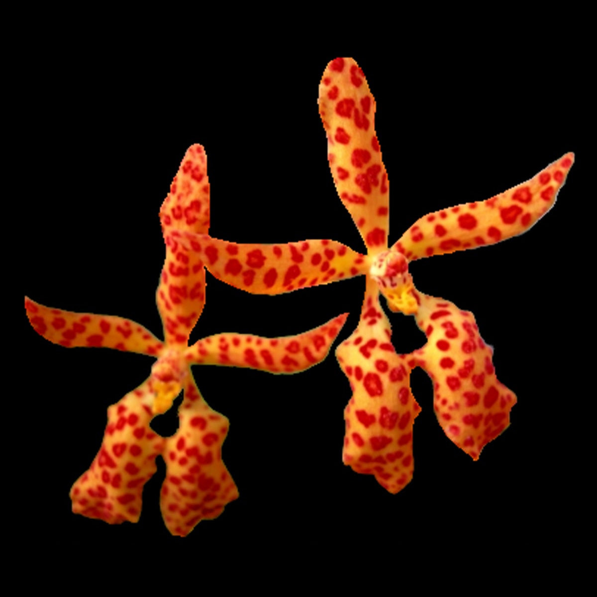 Renanthera monachica