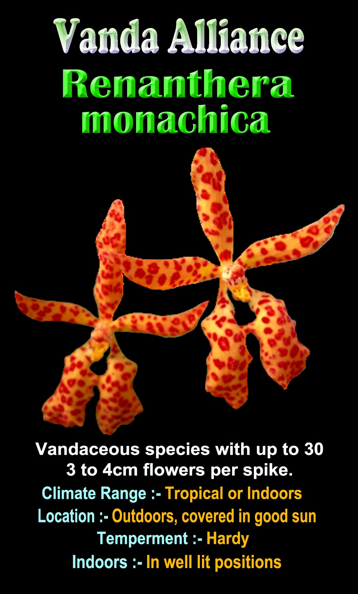Renanthera monachica