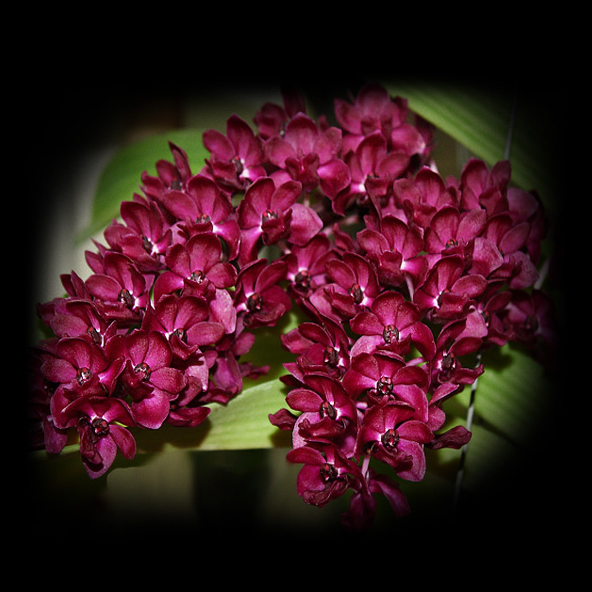 Rhynchostylis gigantea 'Red' - Fragrant Blooms