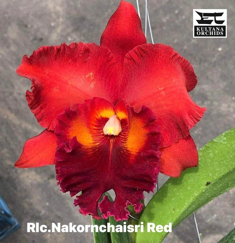 Cattleya Rlc. Nakornchaisri 'Red'