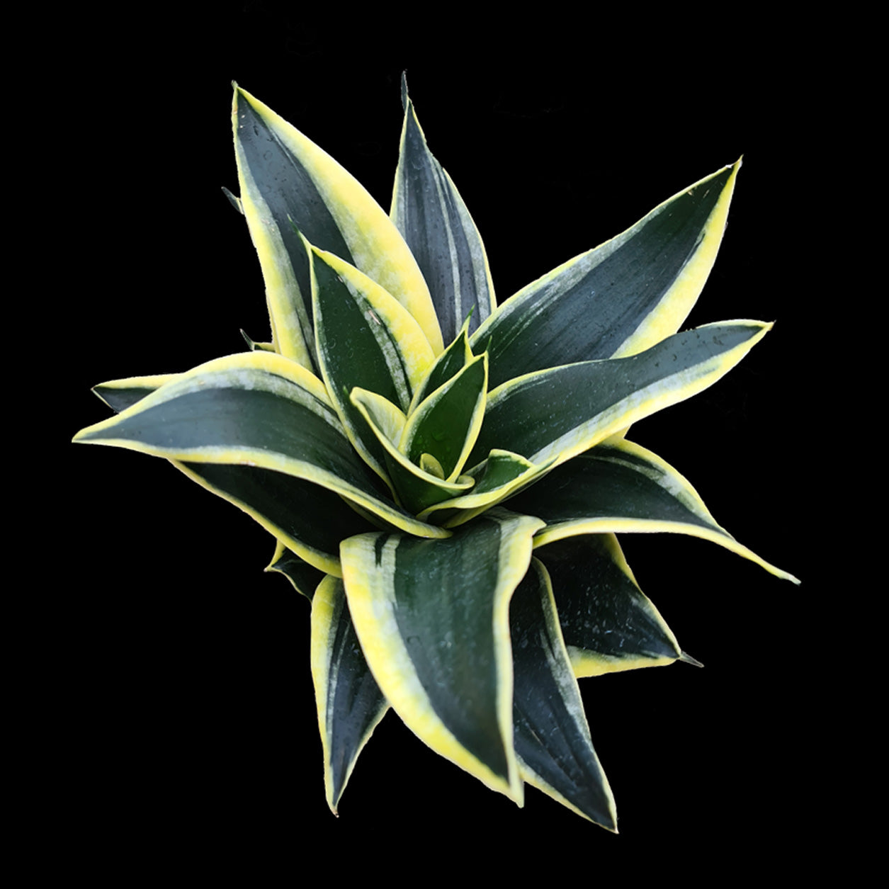 Sansevieria trifasciata 'Lotus Hahnii'