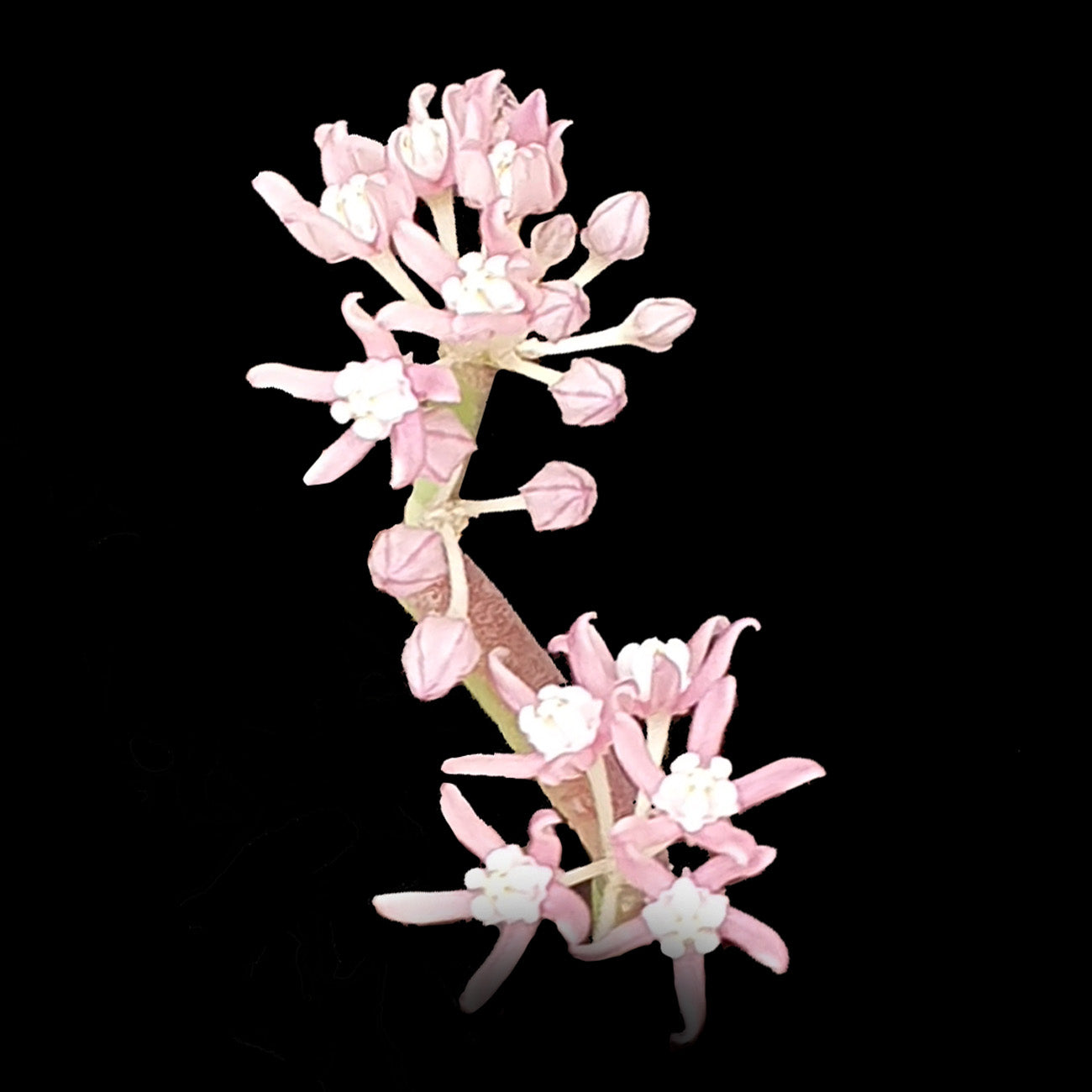 Sarcostemma subterranea (Climbing Milkweed) - Unique Climber with Delicate Pink Blooms