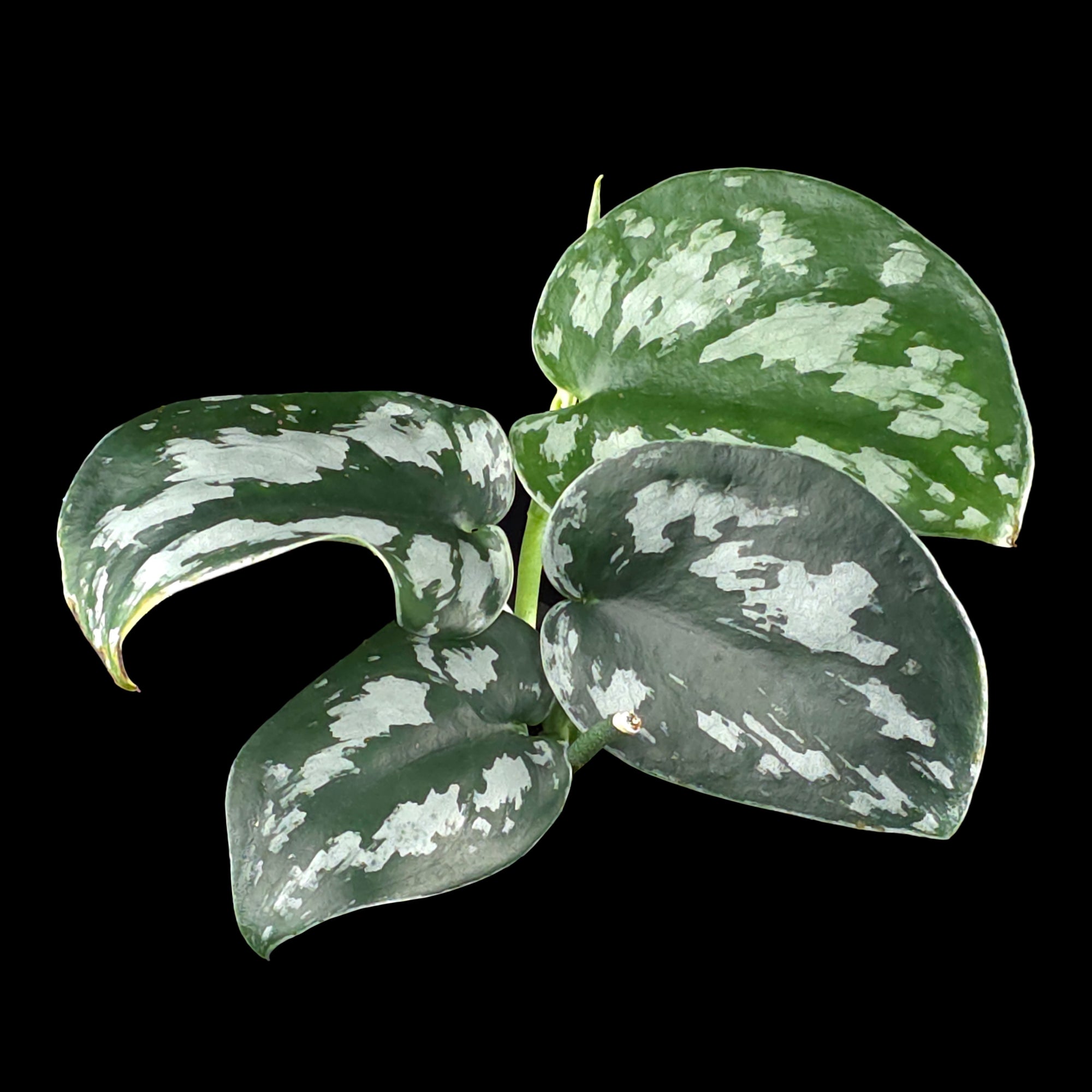Scindapsus pictus 'Black Mamba'